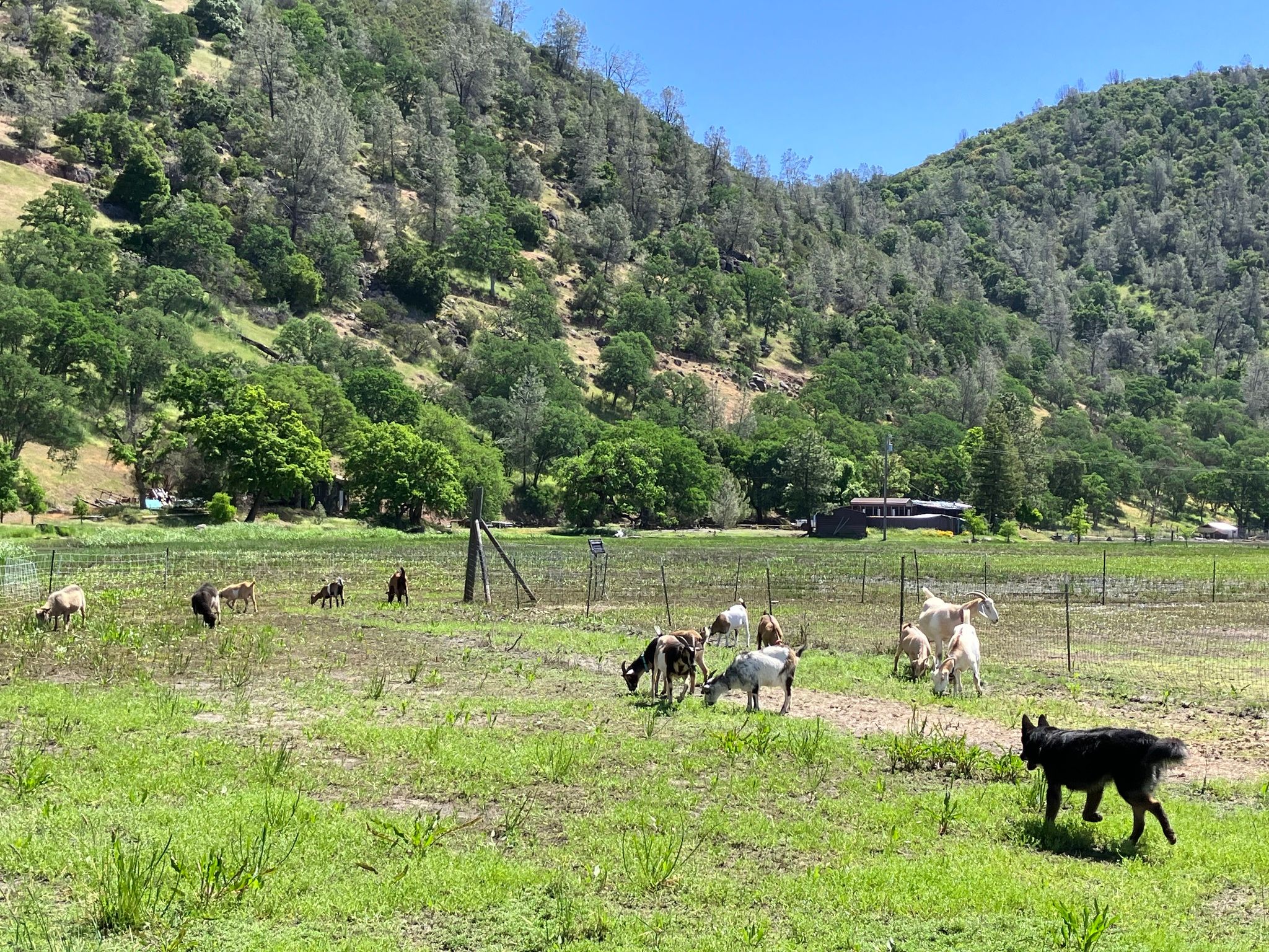 Goats finally out in the pasture after the culvert was unblocked