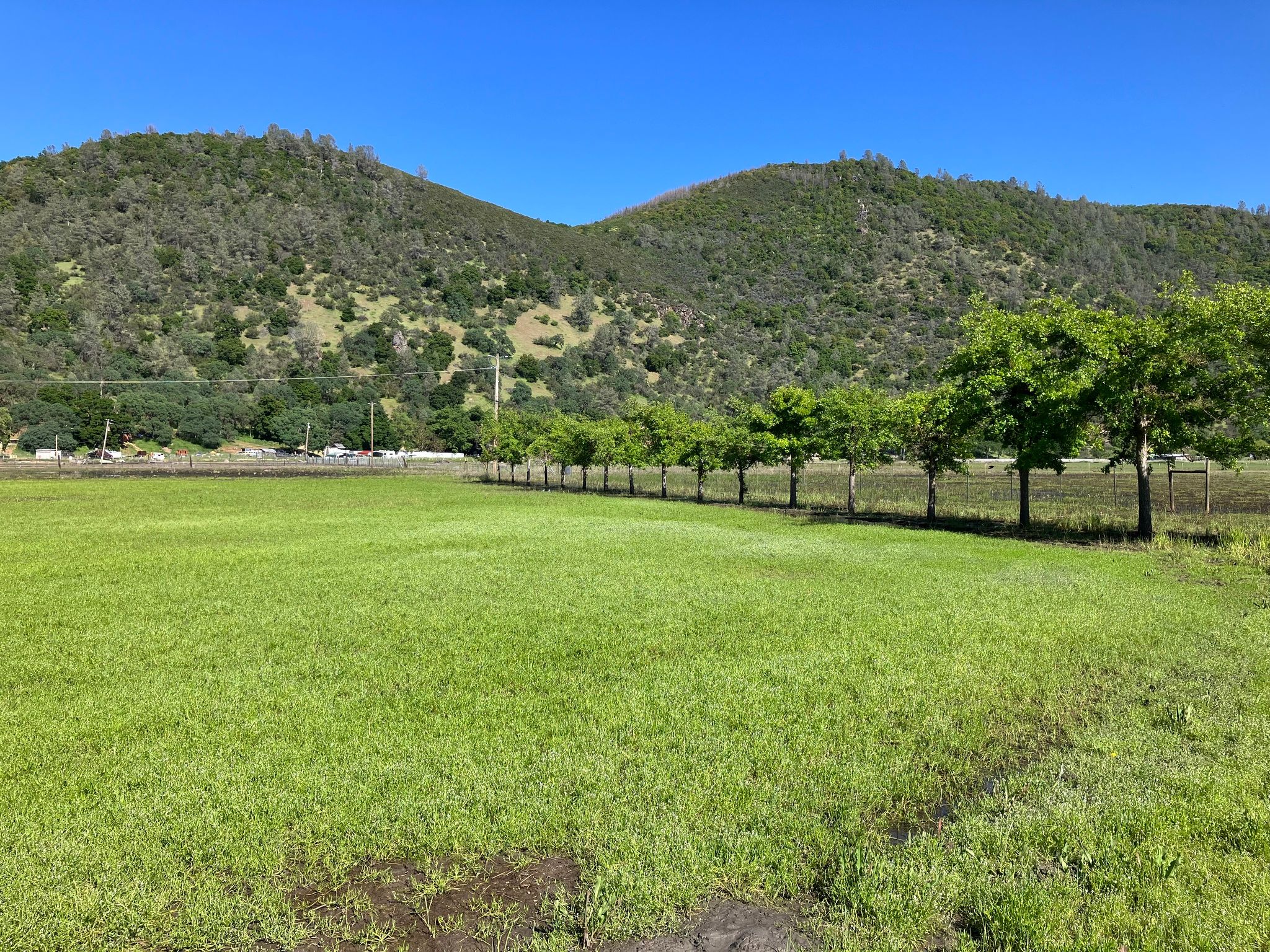 Water plantains taking over the pasture while floodwater lingered