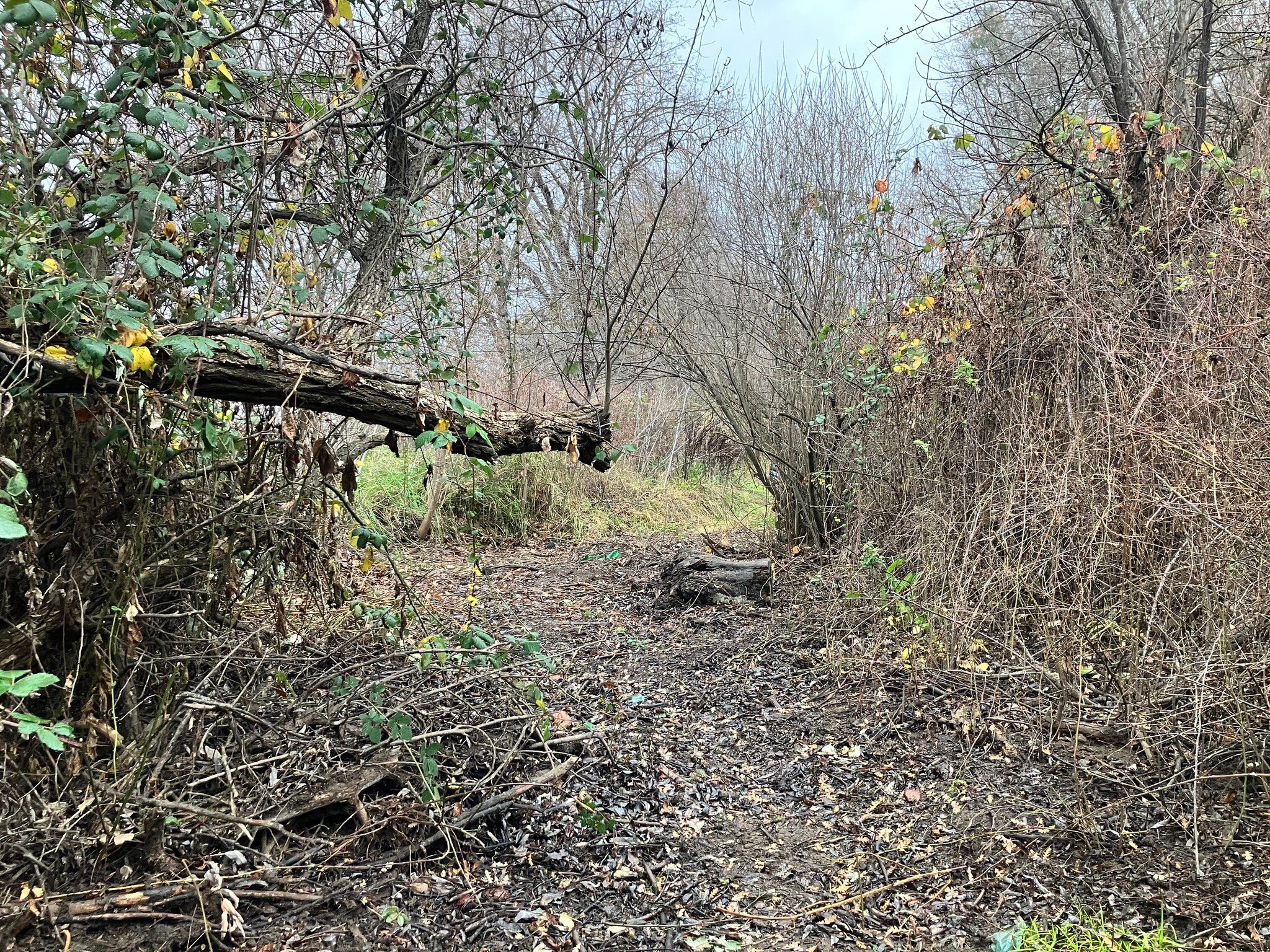 Part of Cole Creek cleared by California Conservation Corps (December 2025)
