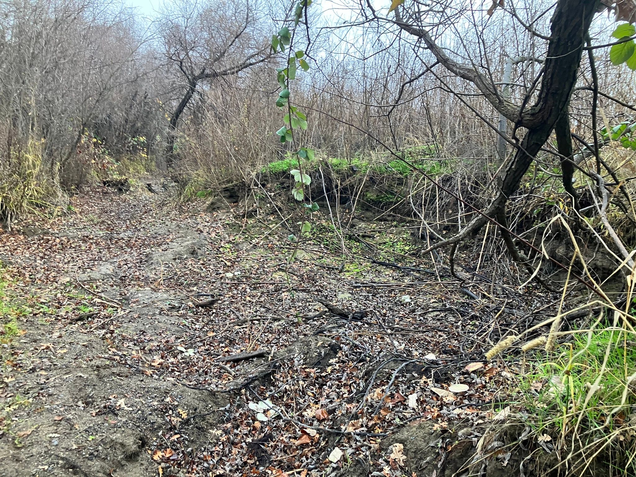 Section of Cole Creek cleared by CCC crews