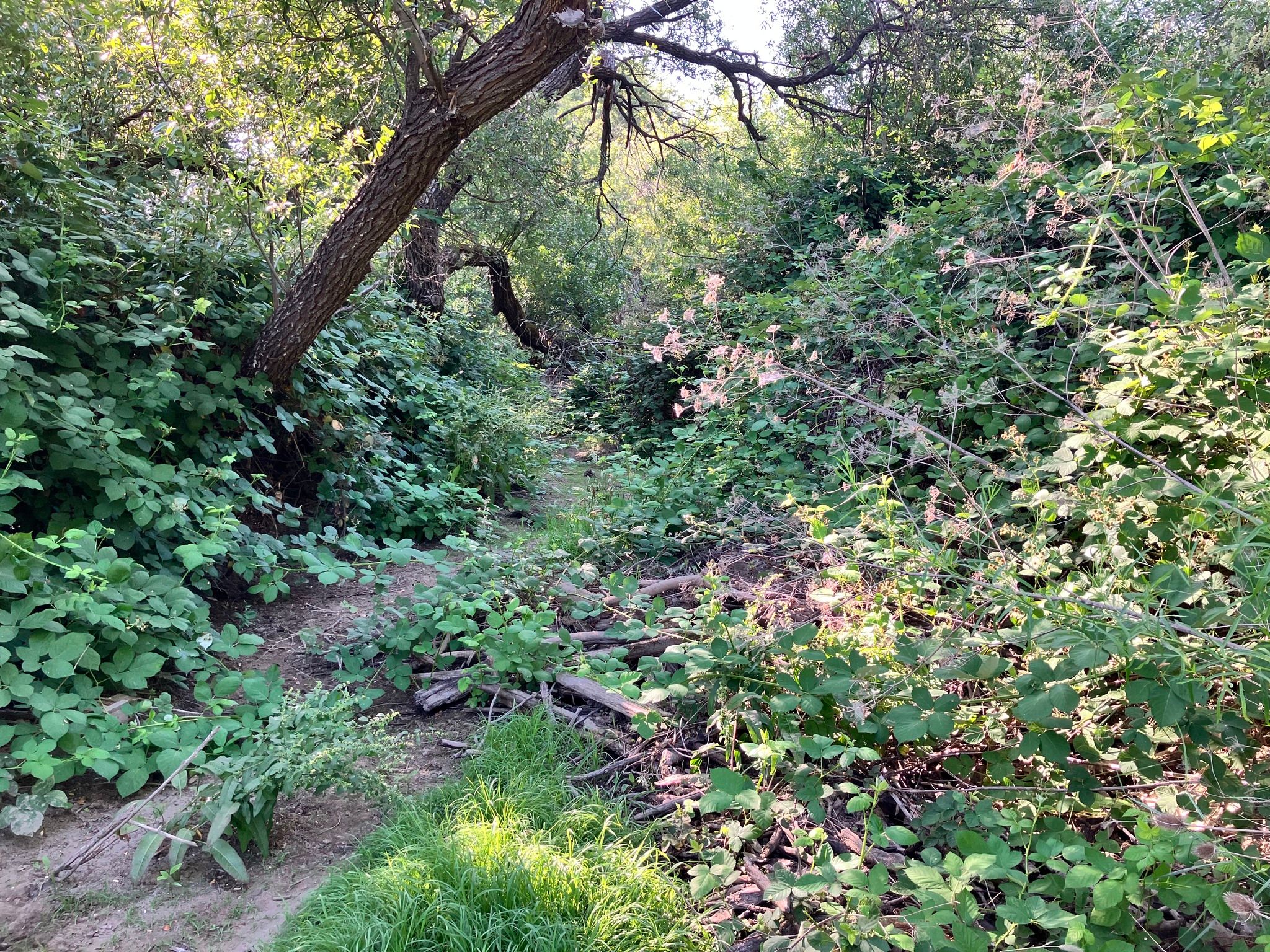 Vegetation clogging Cole Creek before CCC work began