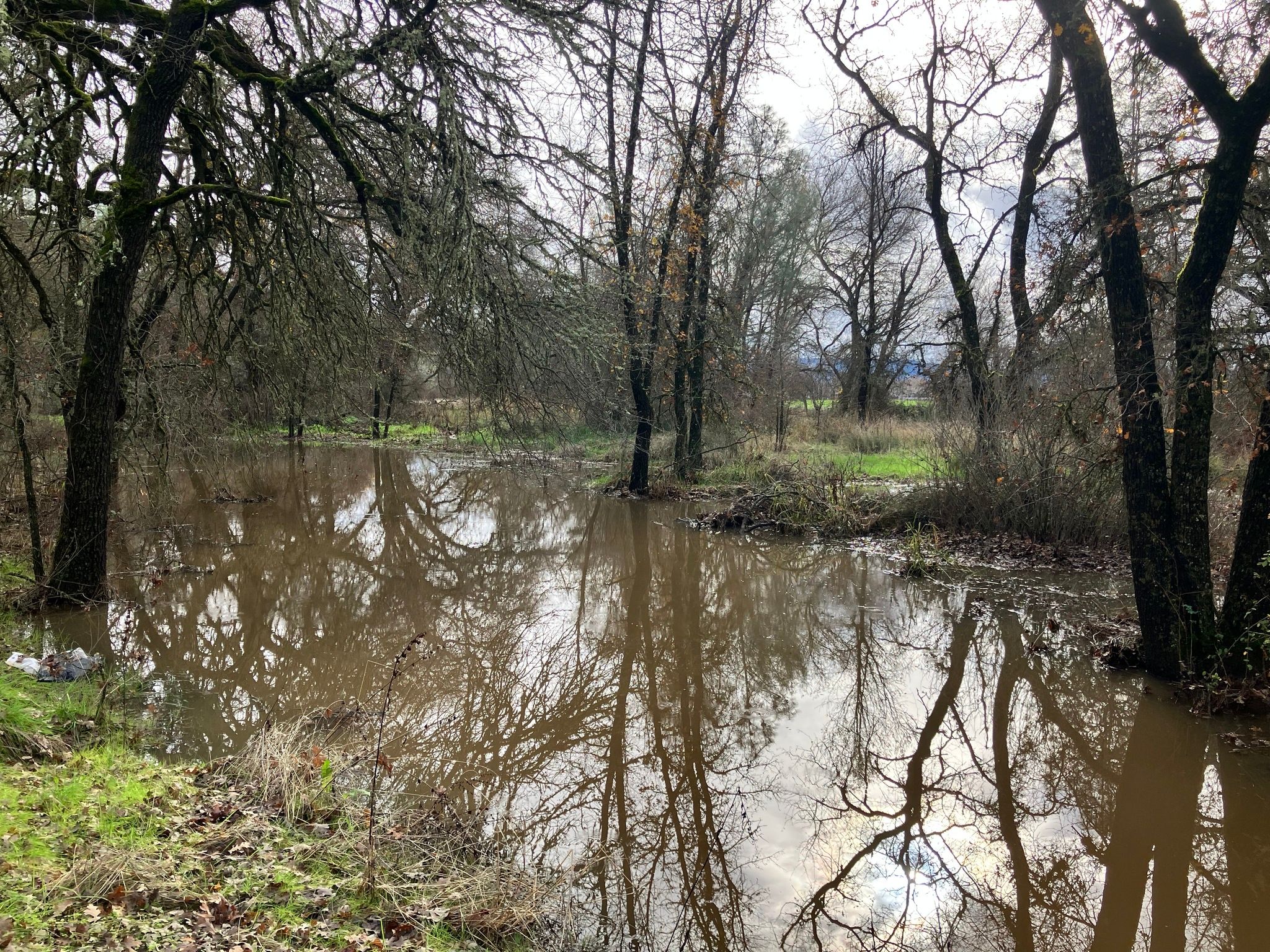 Flooded forest area along Clark Dr (December 2025)