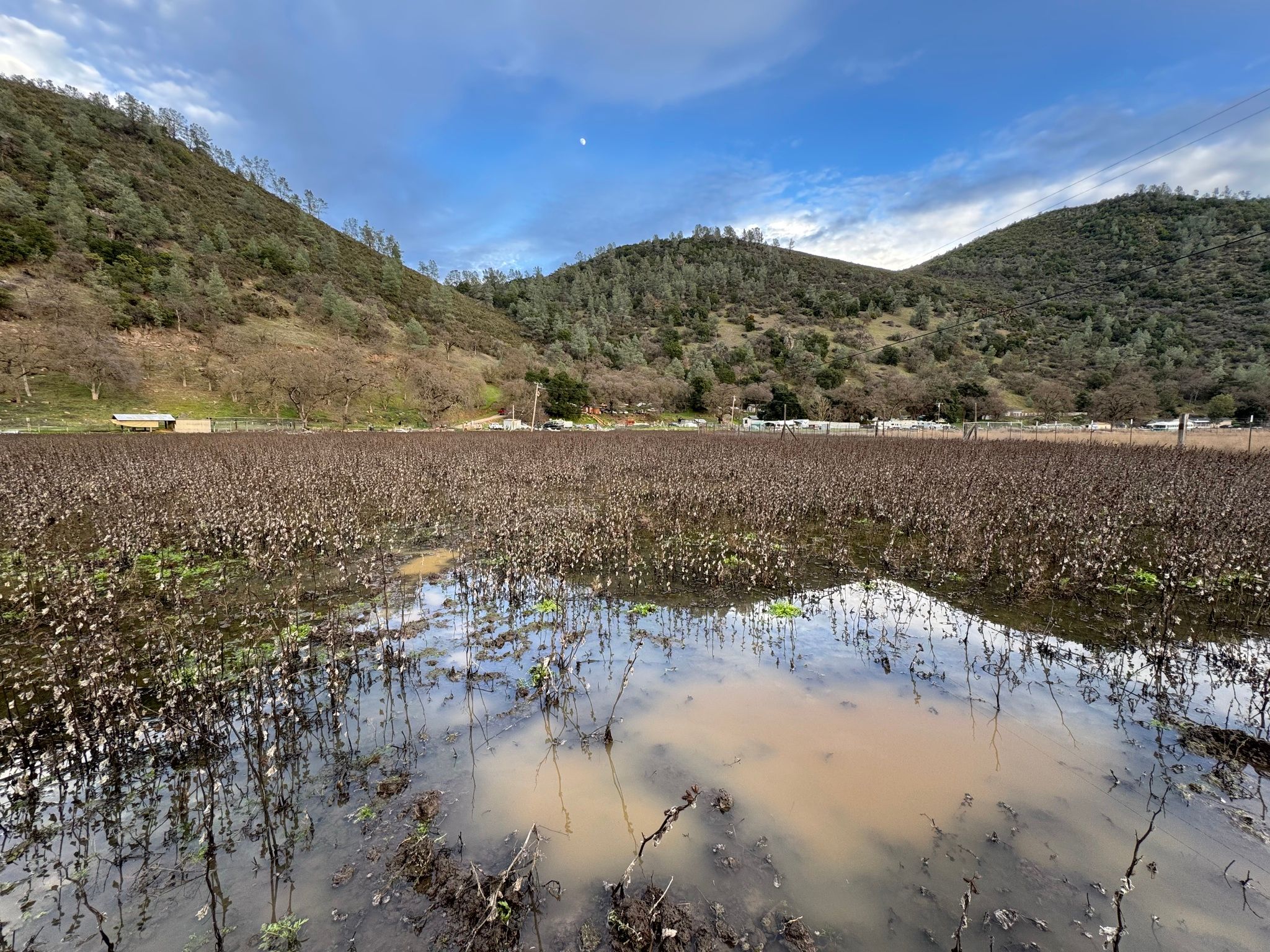 Inundated field caused by lack of flow in Cole Creek after first rainstorm of the season (December 2025)