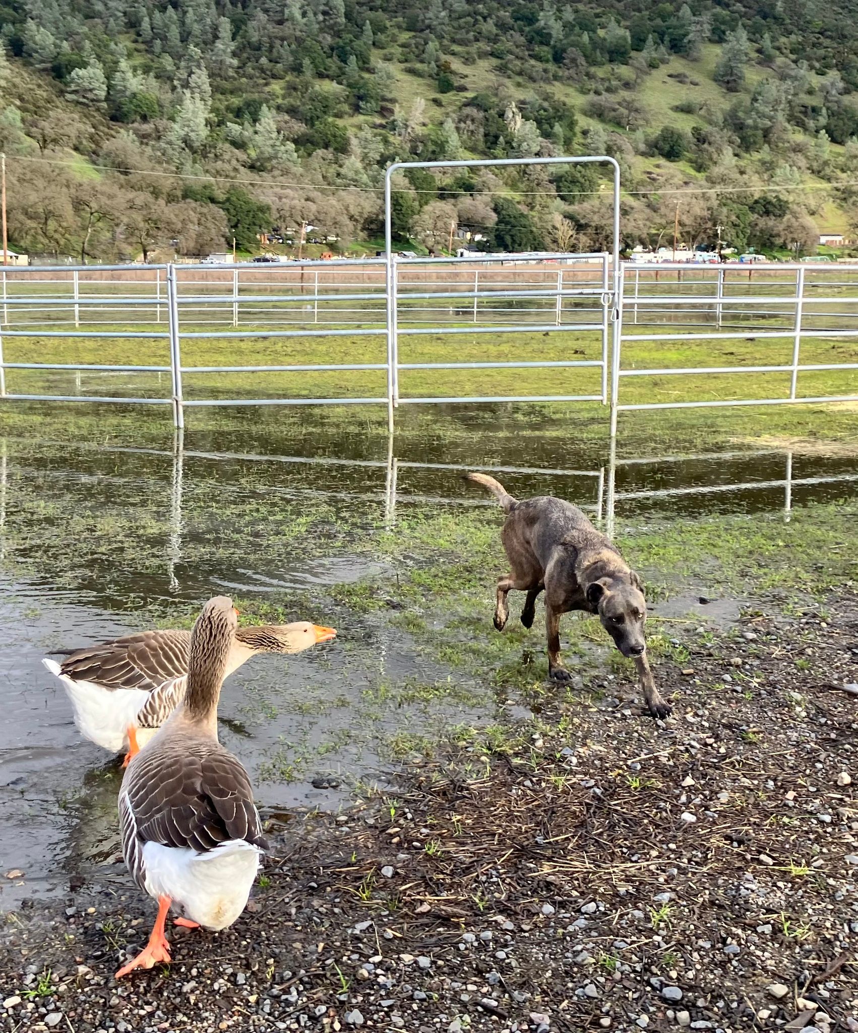 The geese have claimed the land (February 2026)