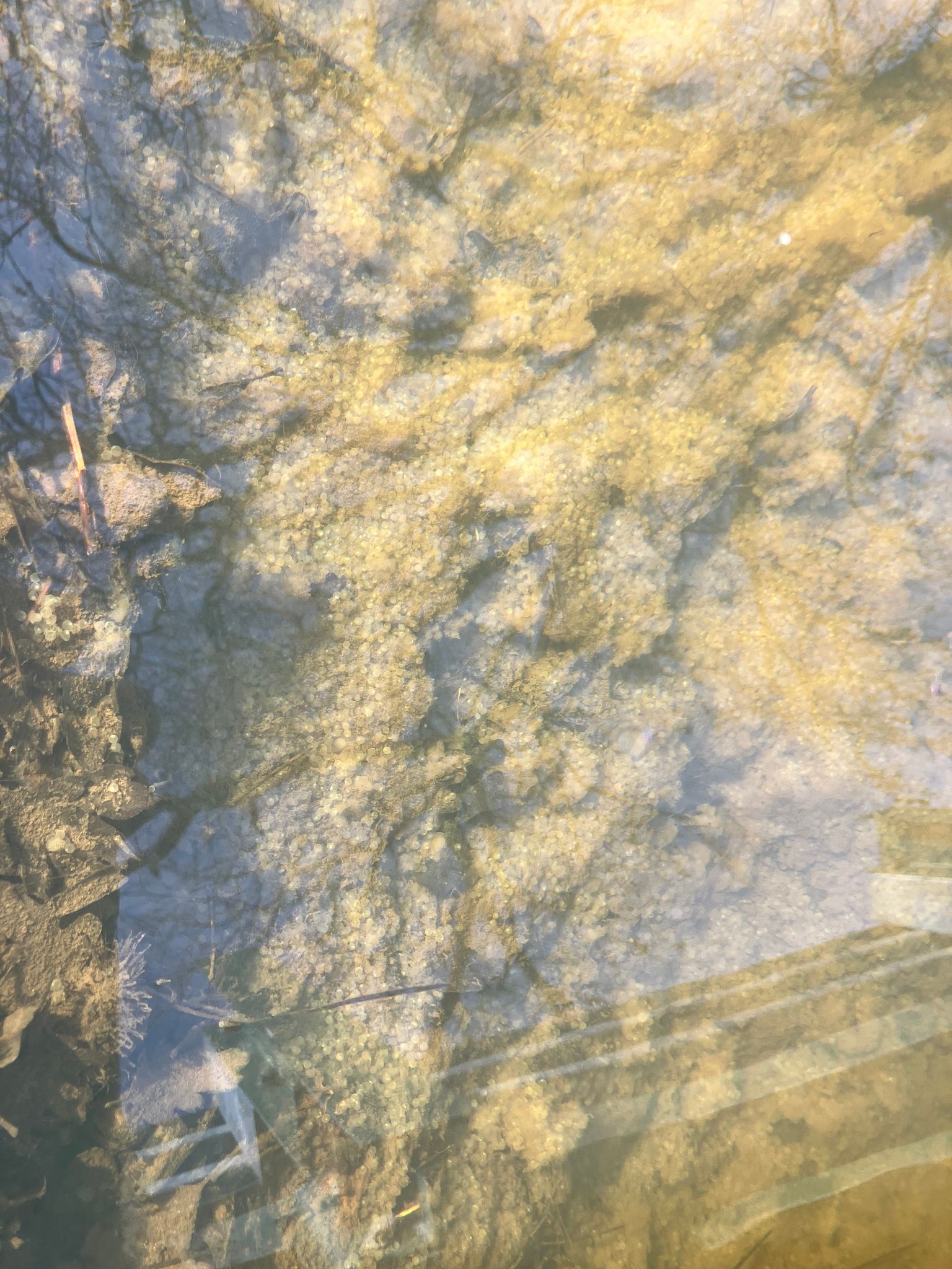 Clear Lake hitch eggs in Cole Creek (March 2026)