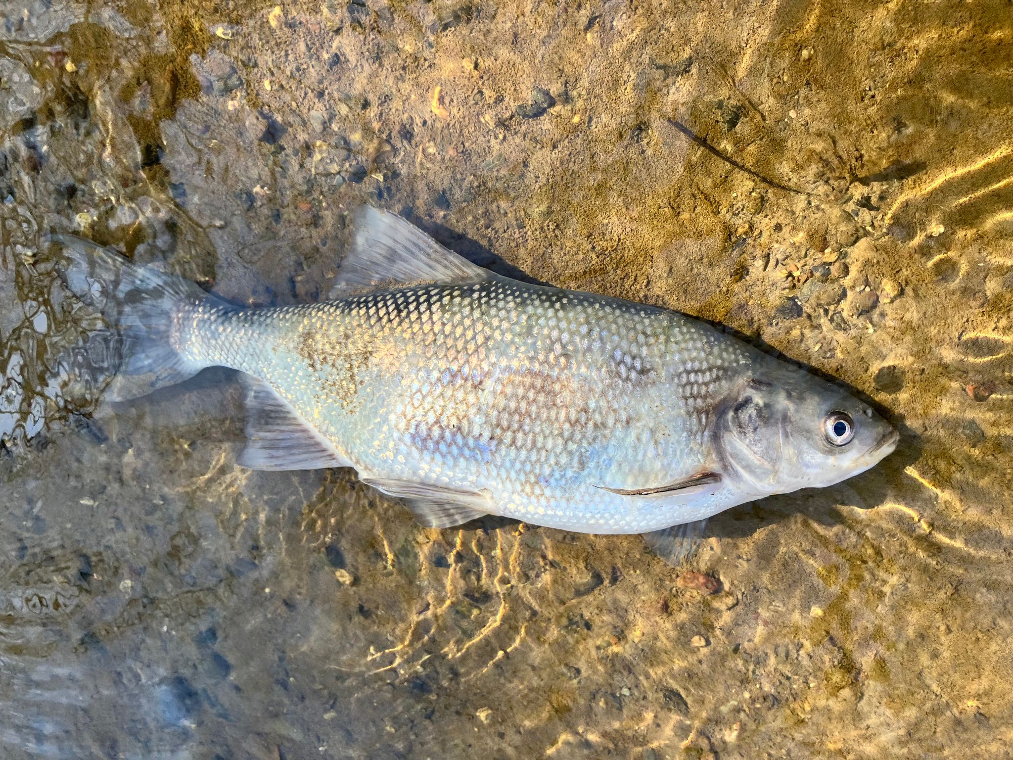 Dead adult Clear Lake hitch in Cole Creek (March 2026)