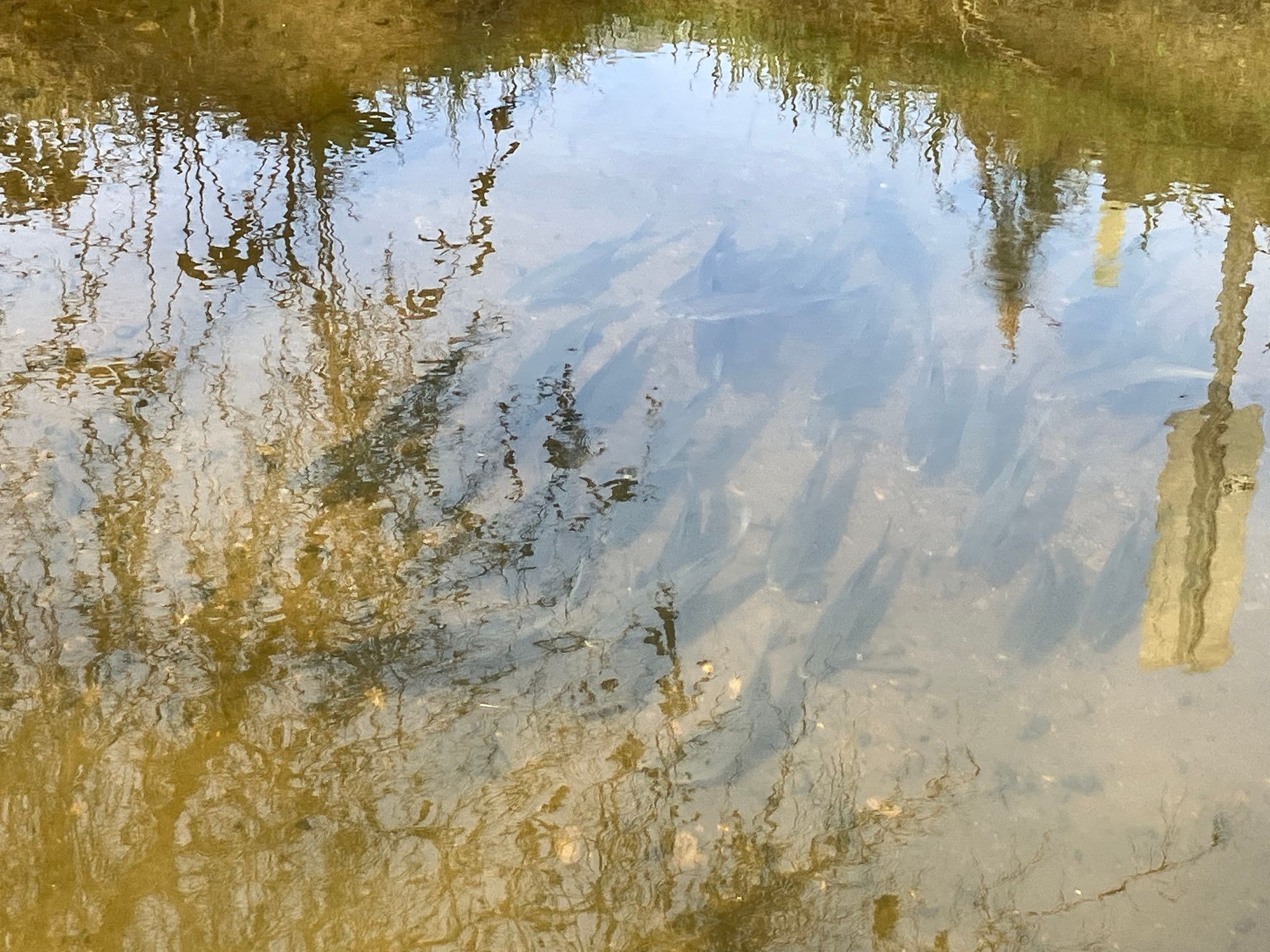 ~50 Clear Lake hitch observed spawning at the Clark bridge (March 2026)