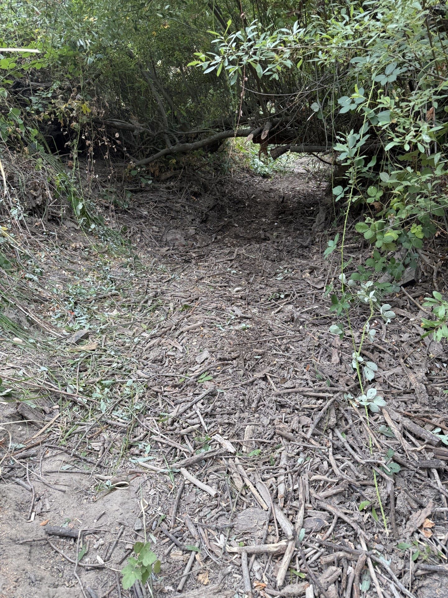 The second downstream section of Cole Creek after debris removal