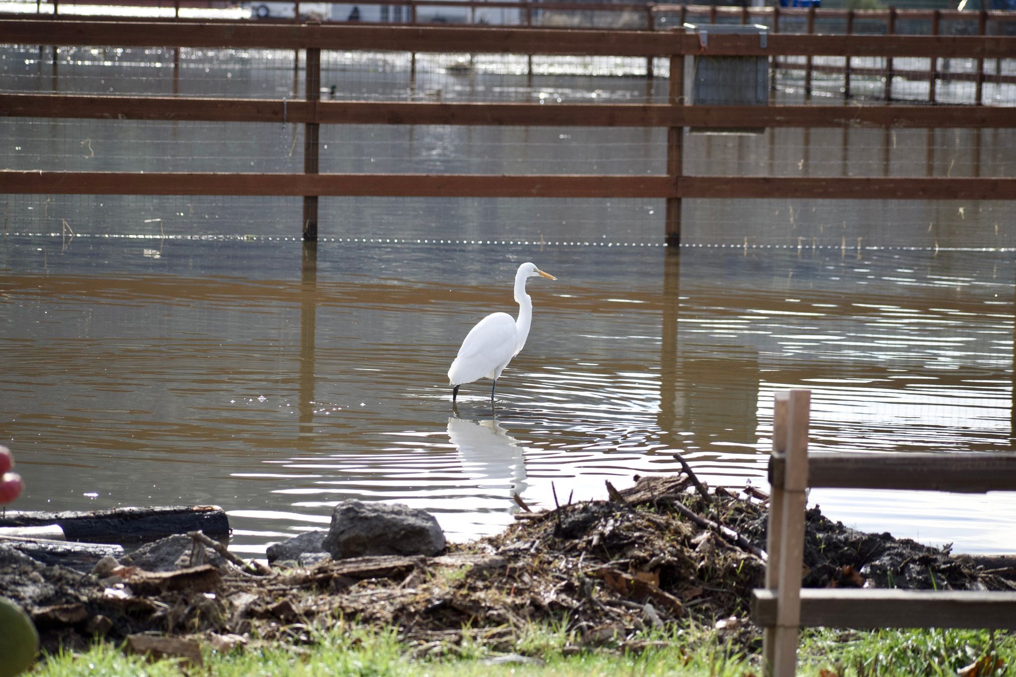 Egret in the driveway  (January 2023)