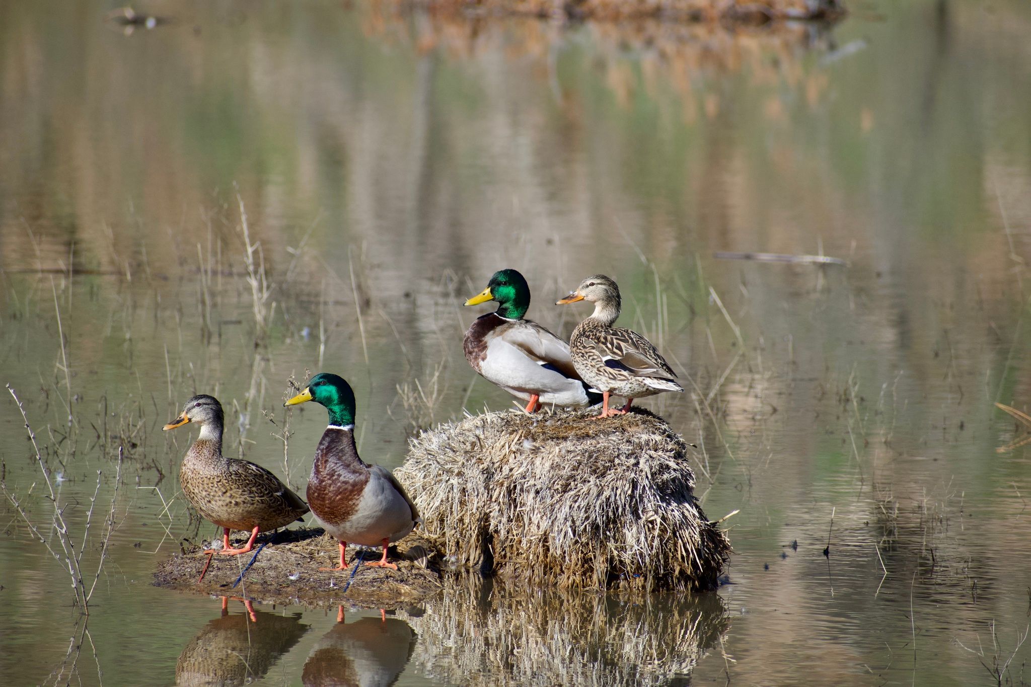 Wild Ducks  (January 2023)