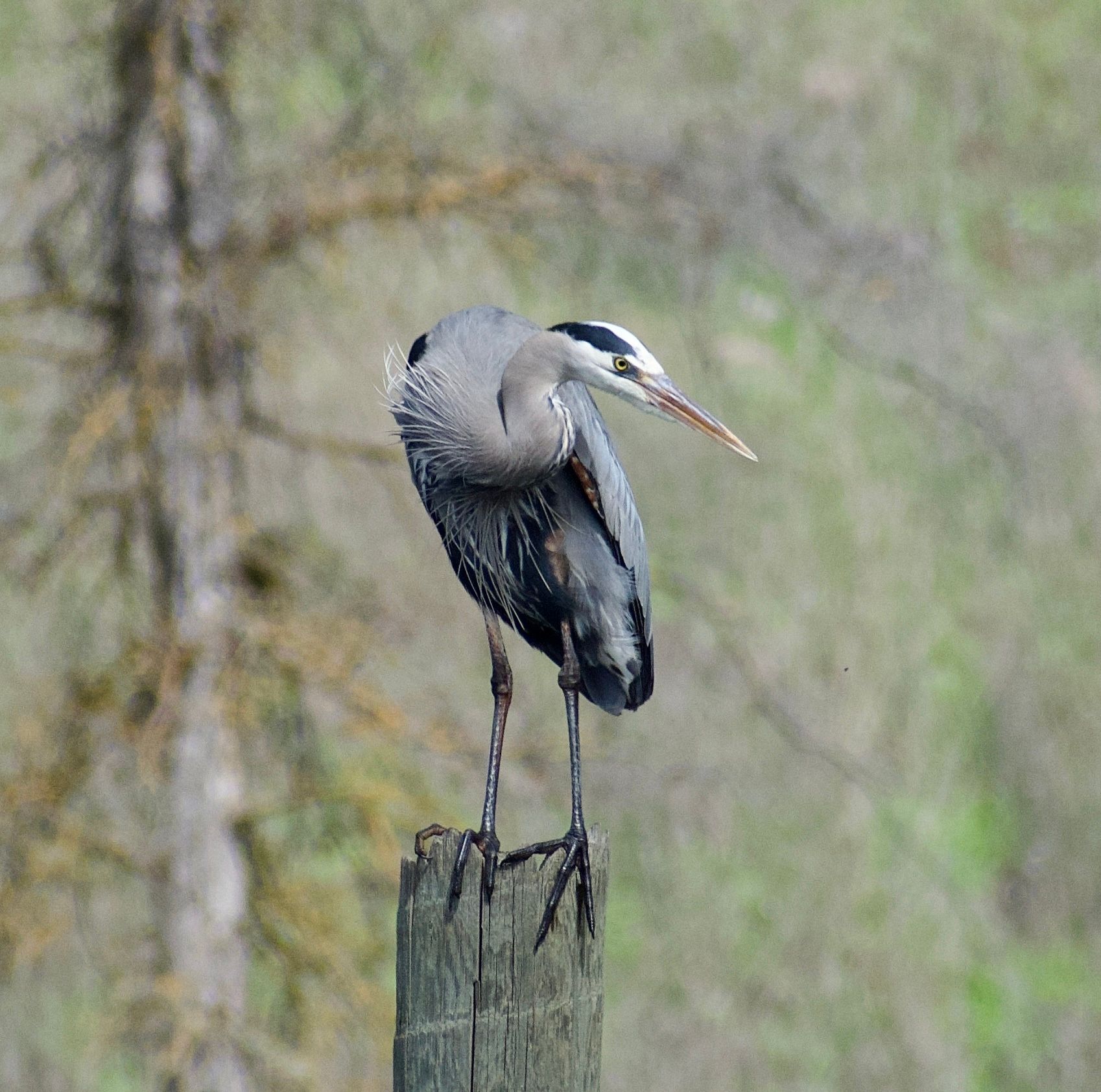 Great Blue Heron looking for a snack (March 2024)
