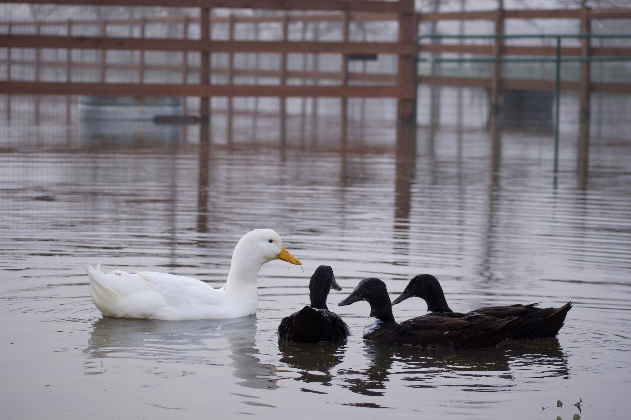 The ducks enjoy swimming in the driveway  (February 2024)
