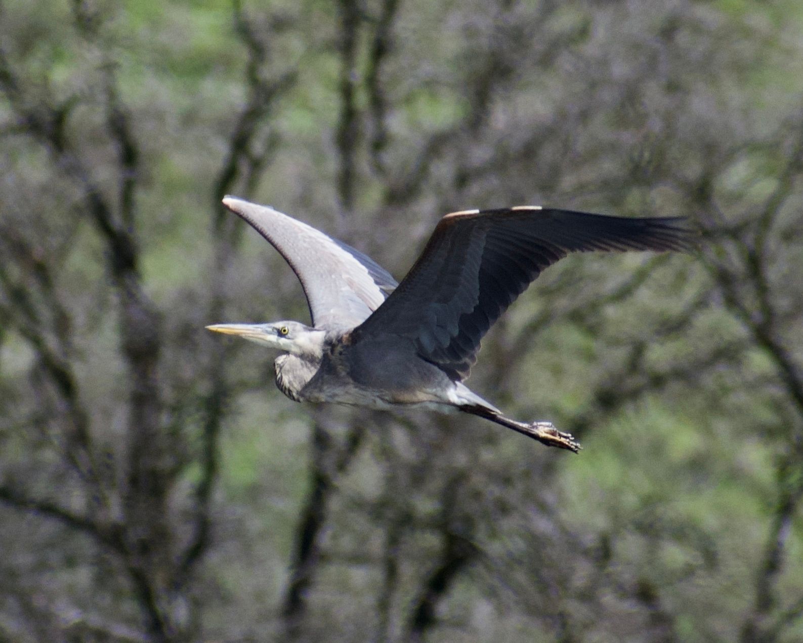 Great Blue Heron heading out  (March 2024)
