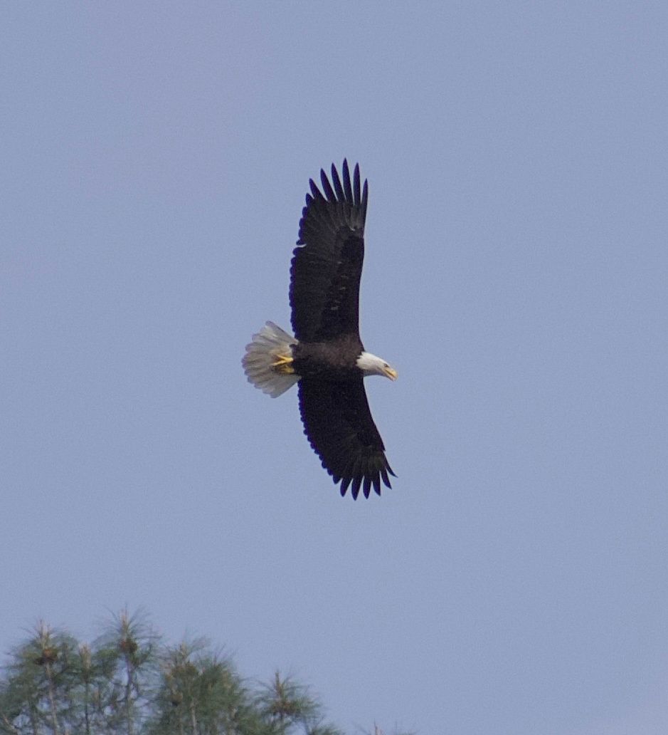 Bald Eagle looking for fish (February 2024)