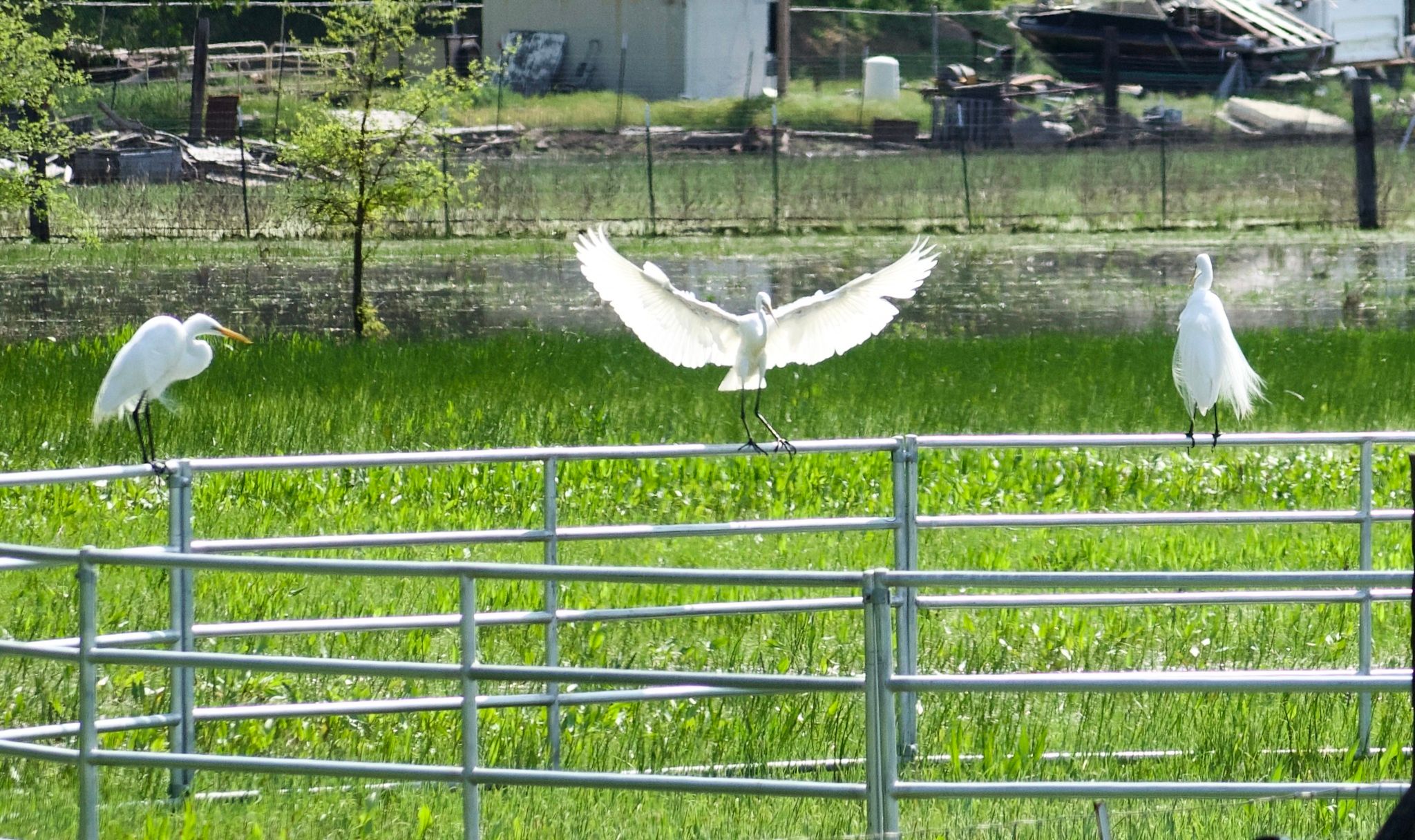 Egret party! (April 2024)