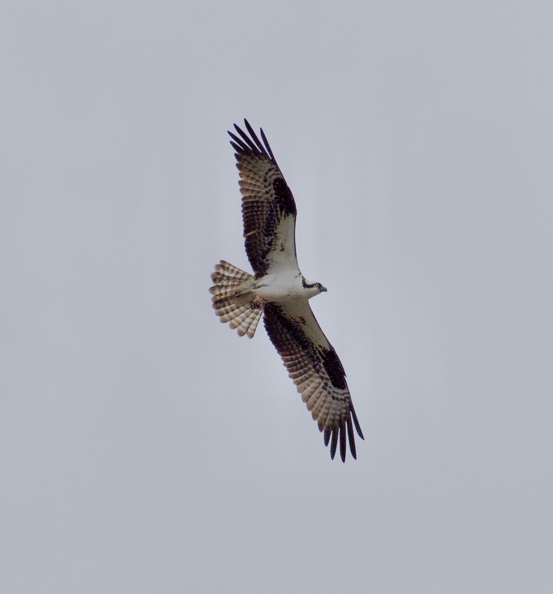 Osprey looking for fish (March 2023)