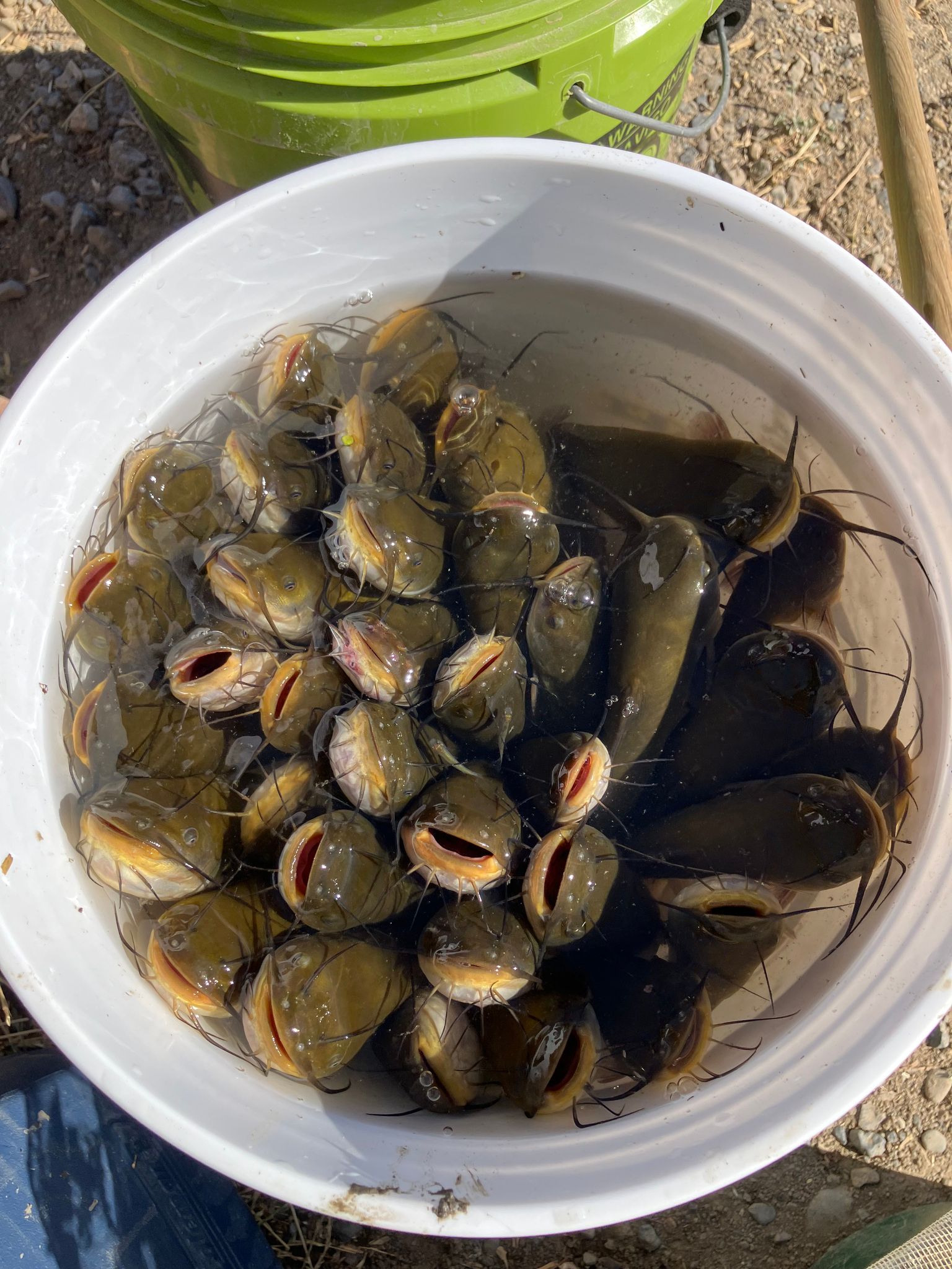 Lots of catfish (June 2024)