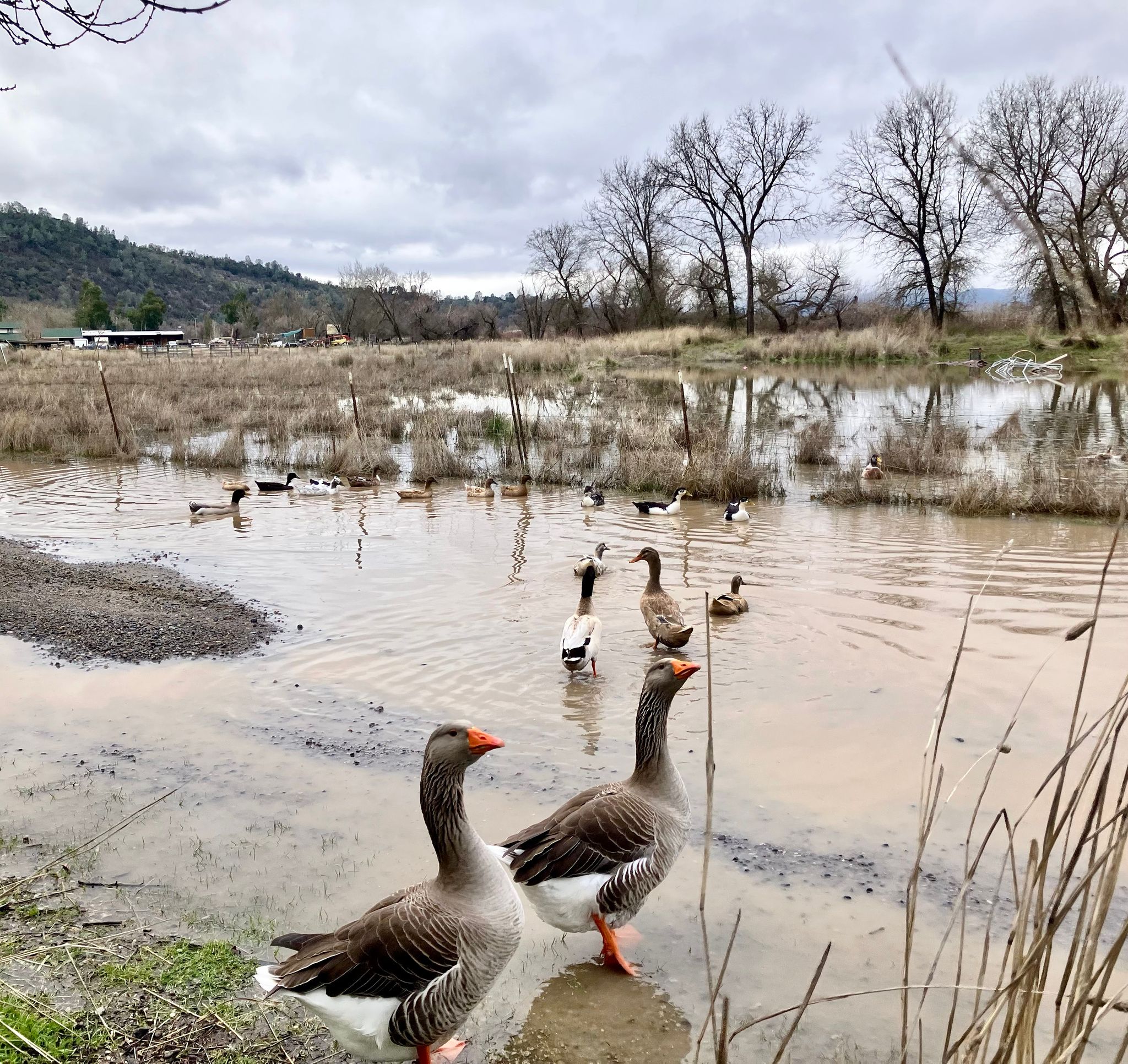 Duck party in the road! (February 2025)