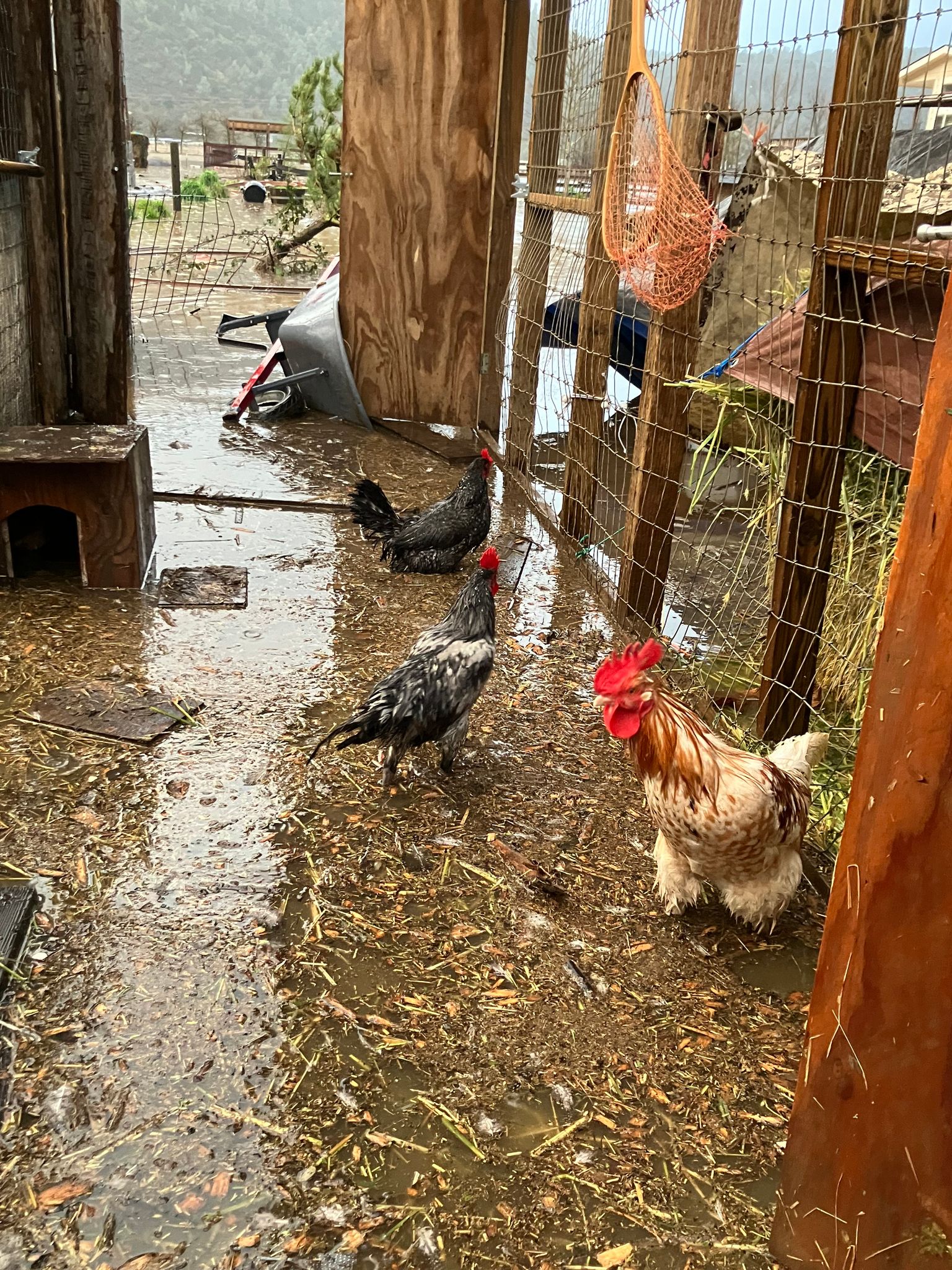 Flooding overnight along with strong winds which blew off the roof of our goat, chicken, and hay storage barn  (February 2024)
