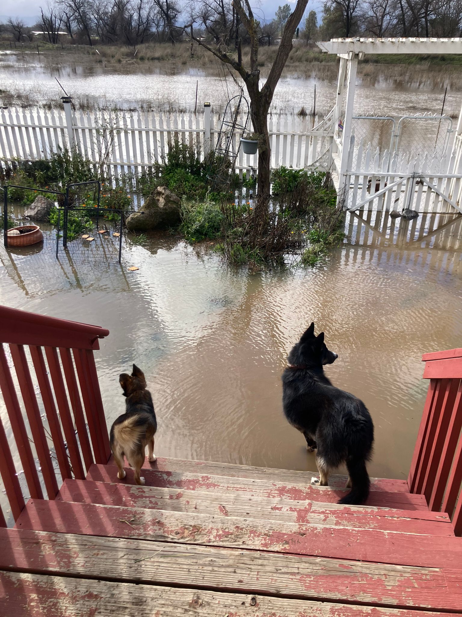 Flooding up to the front steps requires us to wear rubber boots to get to the truck.  (February 2024)