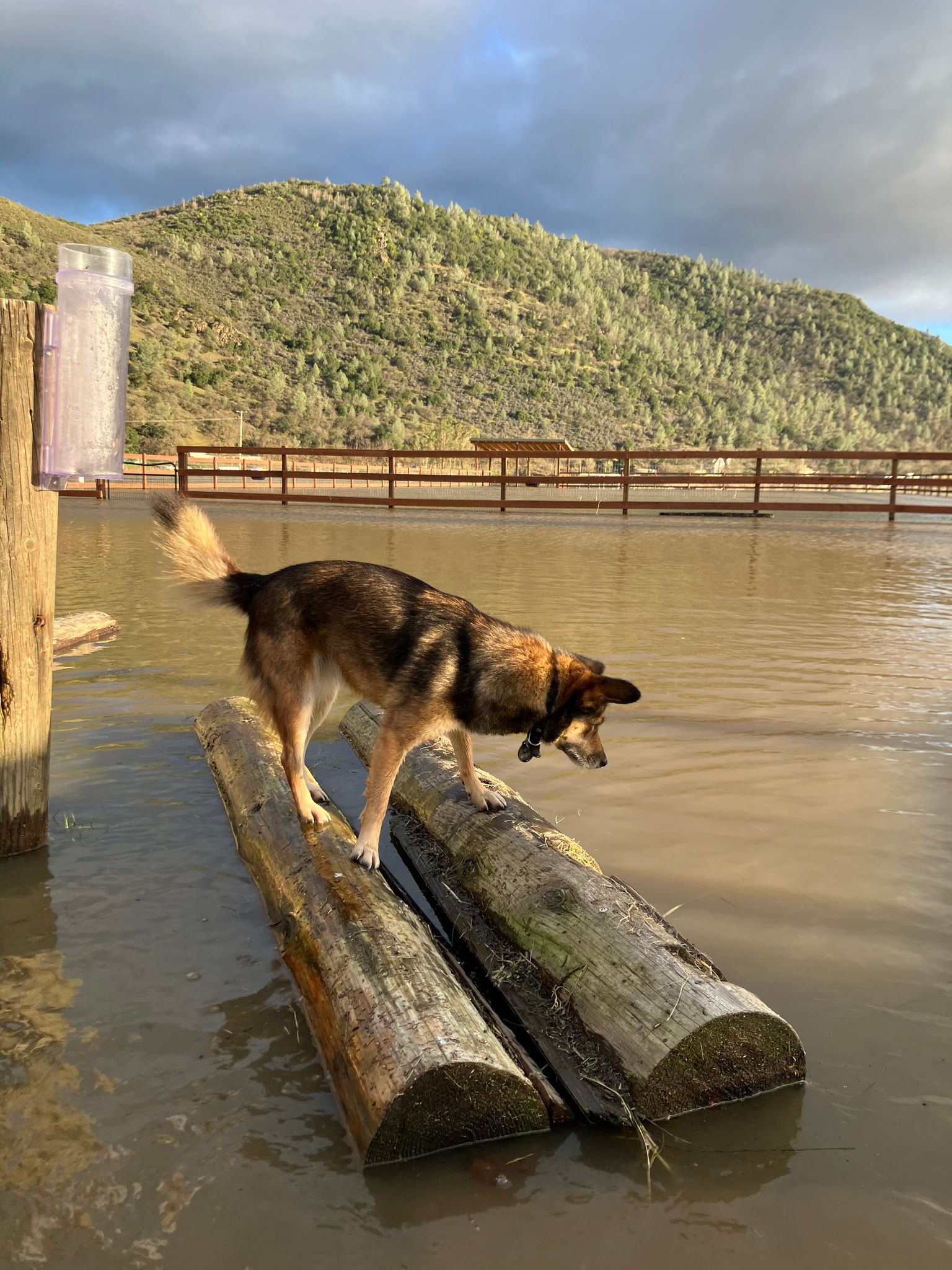 Foxie dog looking for frogs in the driveway  (February 2024)