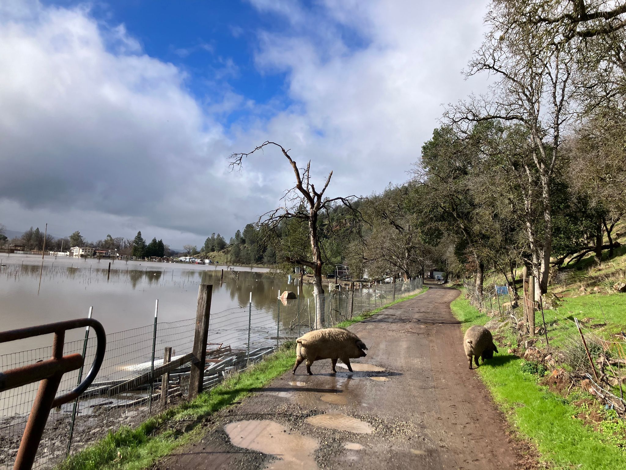 Pigs in the road because their pen is flooded  (February 2024)