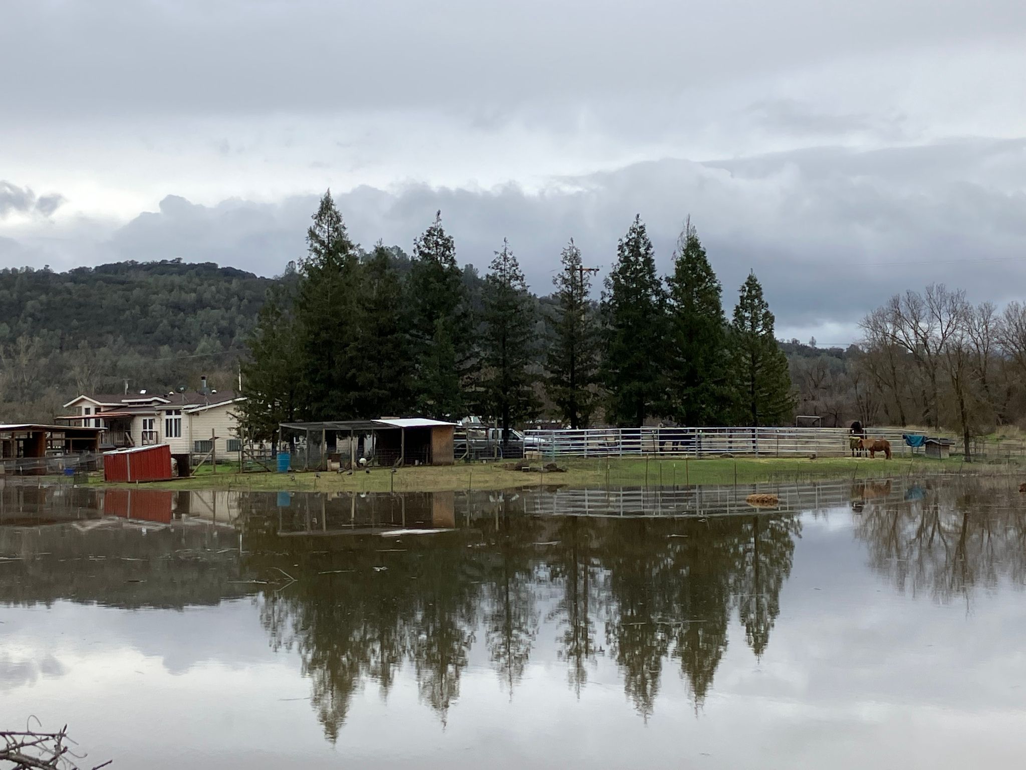 Redwood reflections  (January 2023)