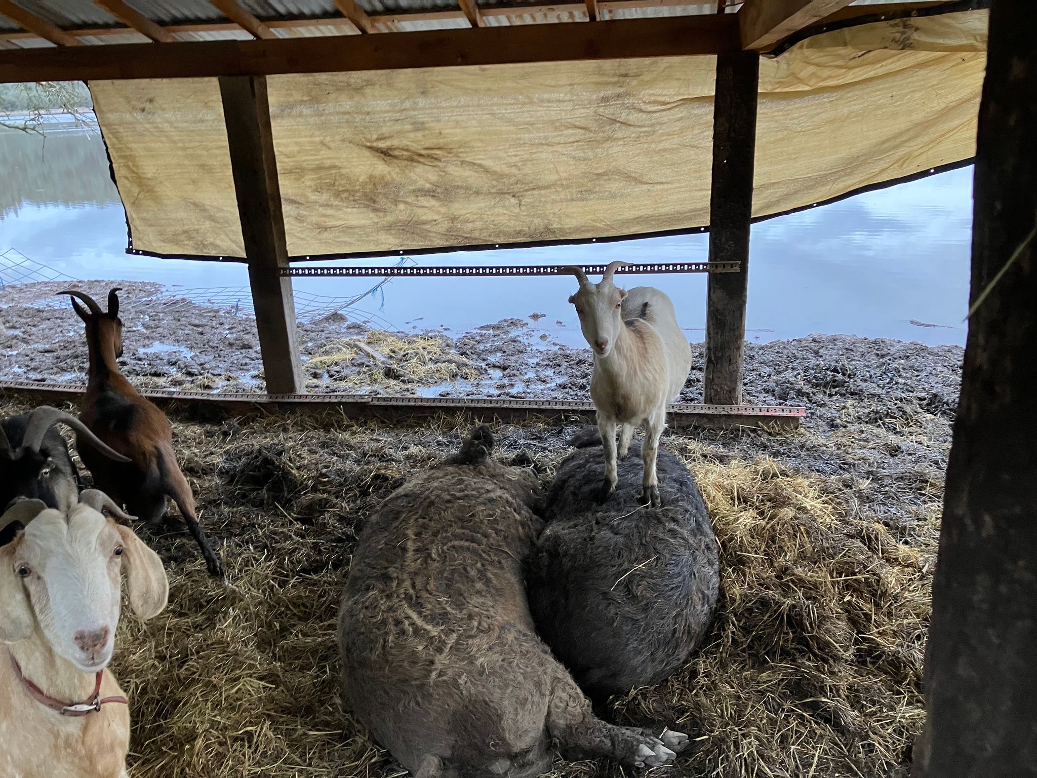 Goats on pigs to stay dry at the neighbor’s  (January 2023)