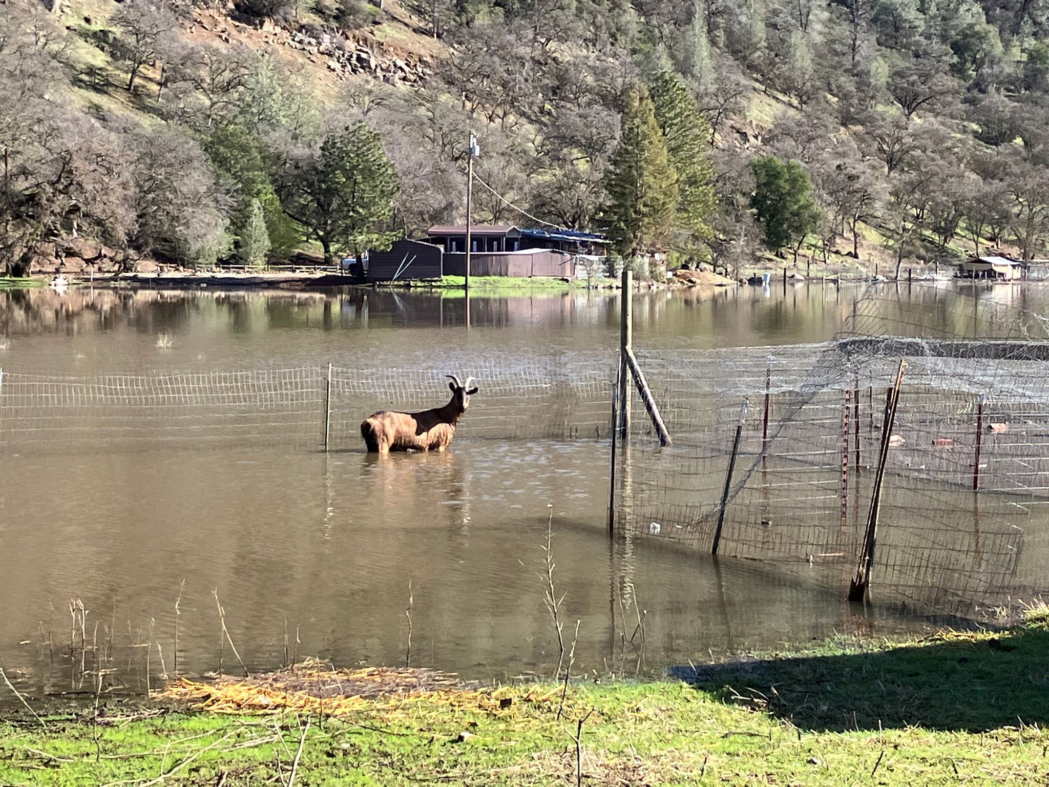 Goat wondering where the pasture went  (January 2023)