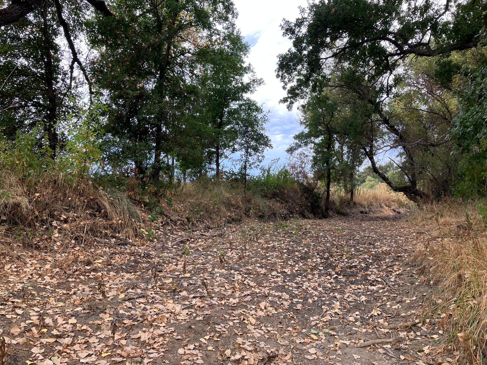 Barely any channel depth left where sediment has filled the creek