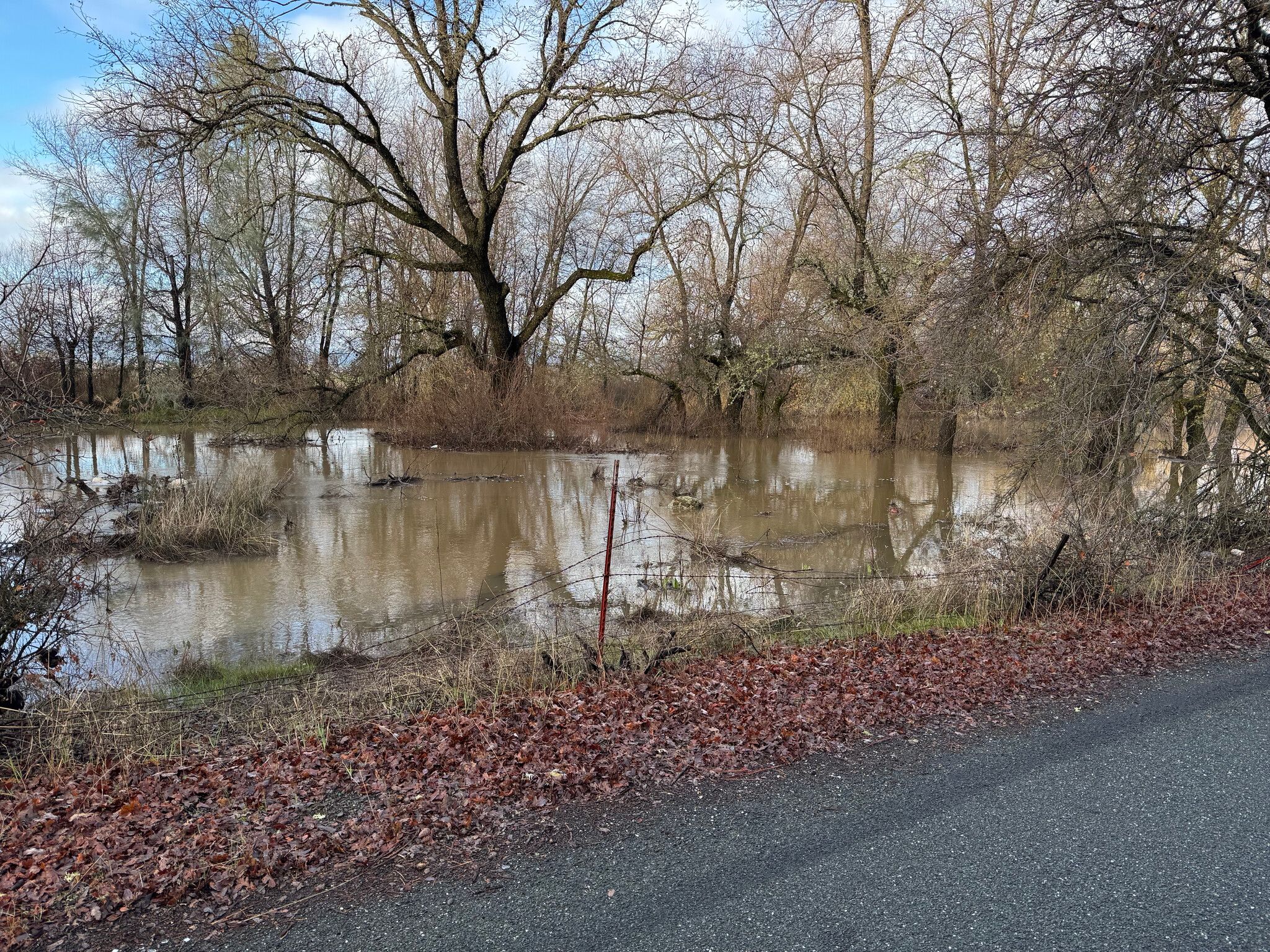 Flooding in the forest along Clark Drive (February 2025)