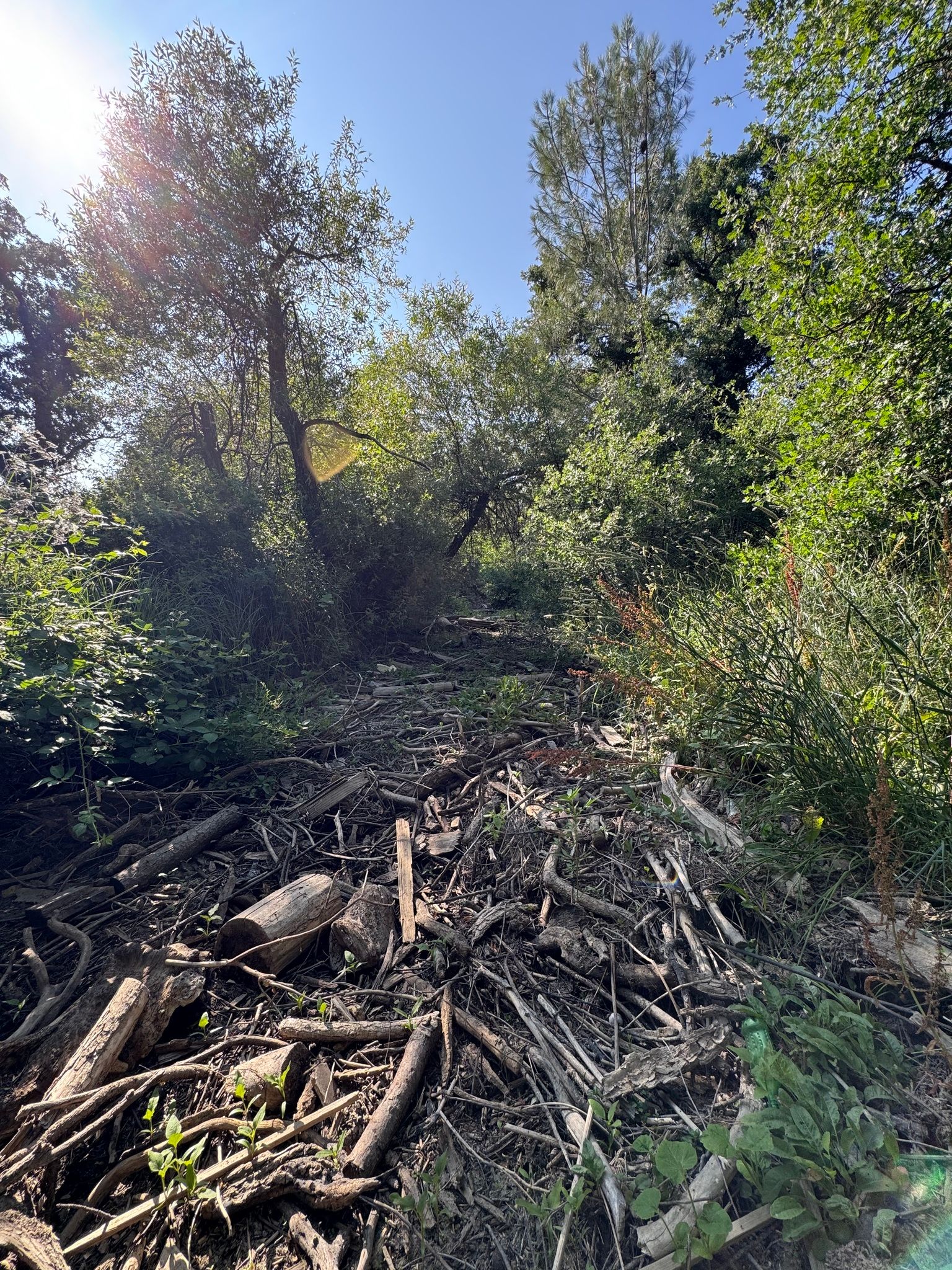 Woody debris in creek bed along Clark Drive (June 2025)