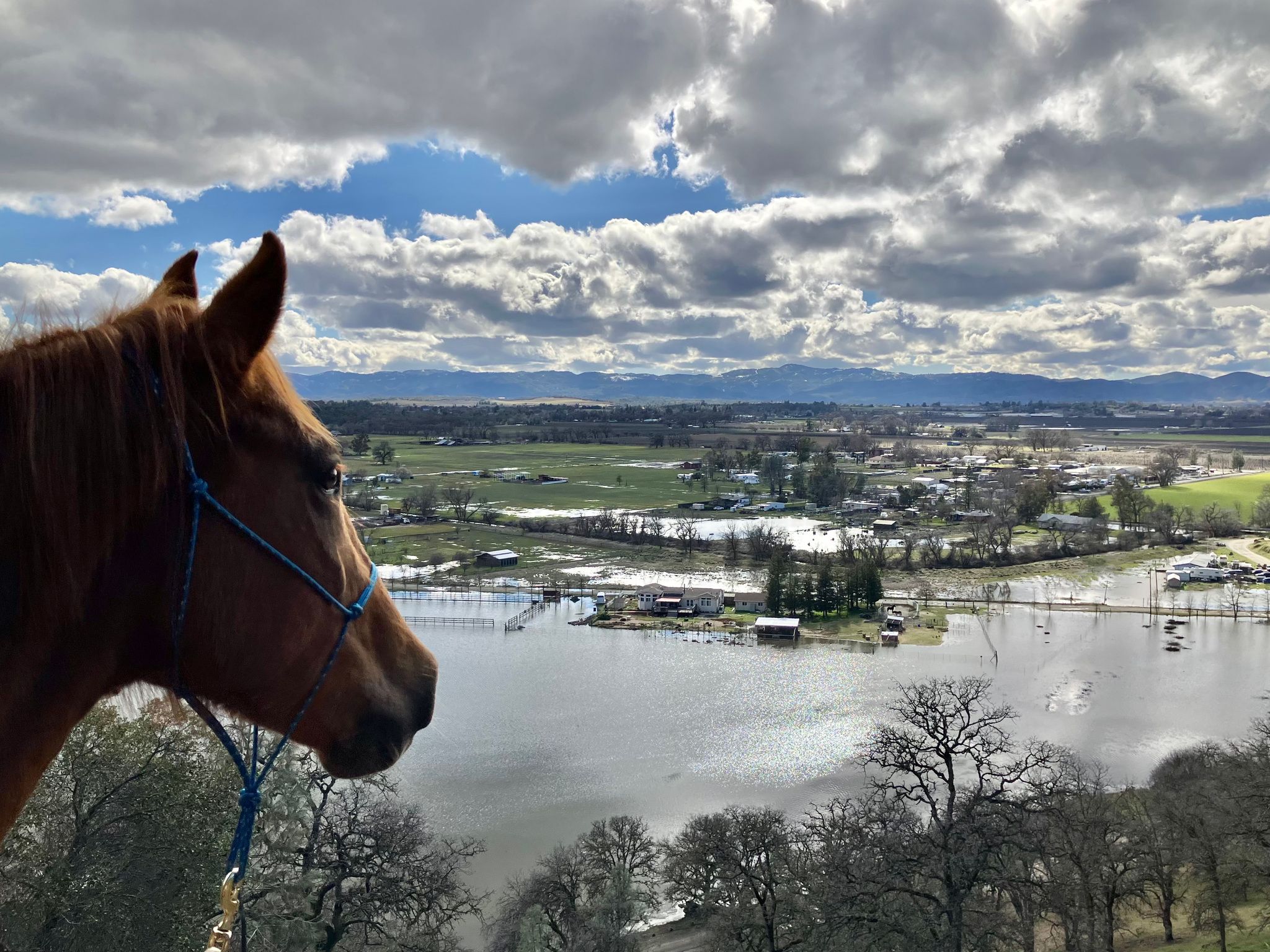 A horse is contemplating the flooding in Kelseyville