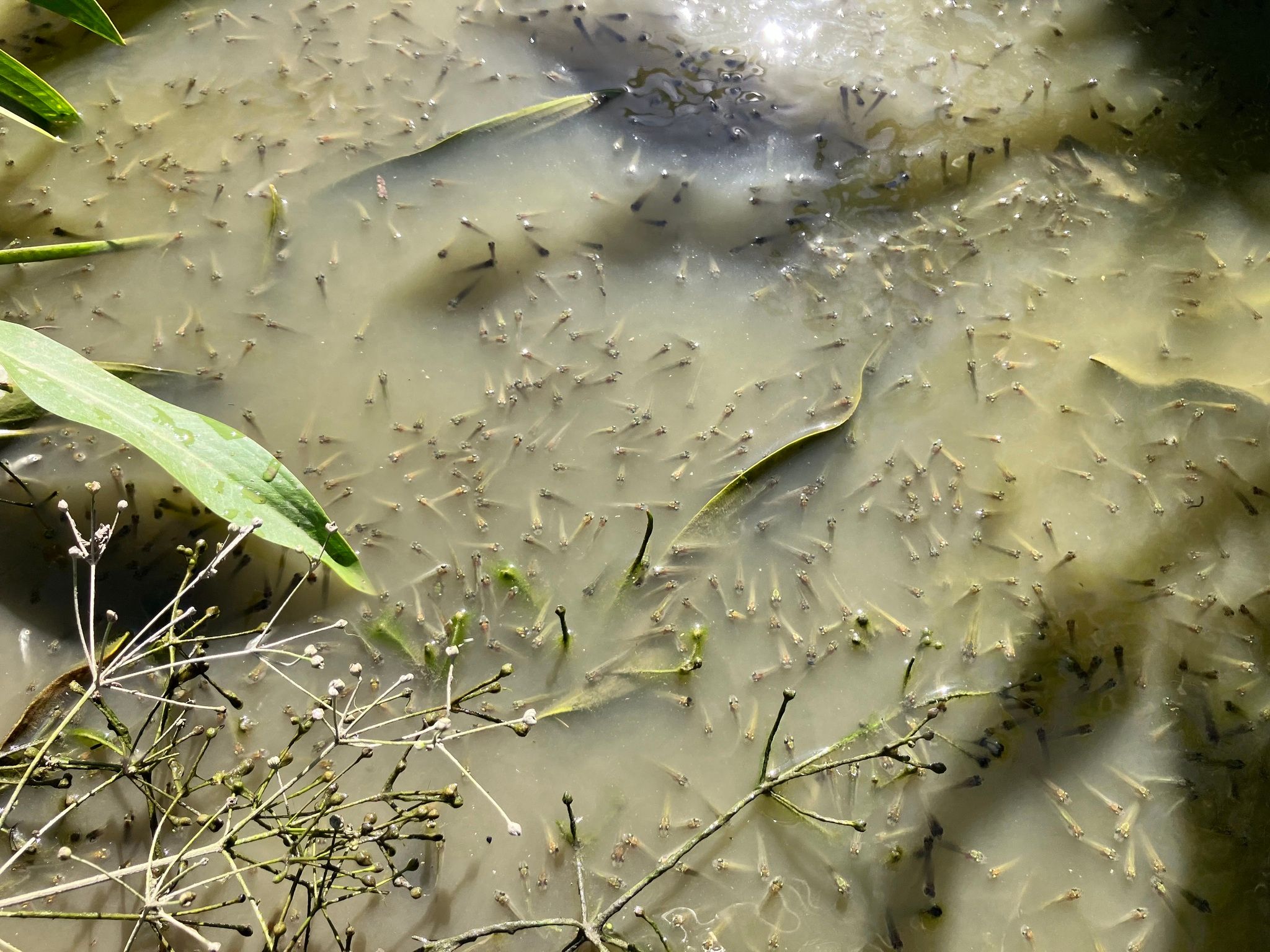 Stranded Clear Lake Hitch juveniles in stagnant floodwaters