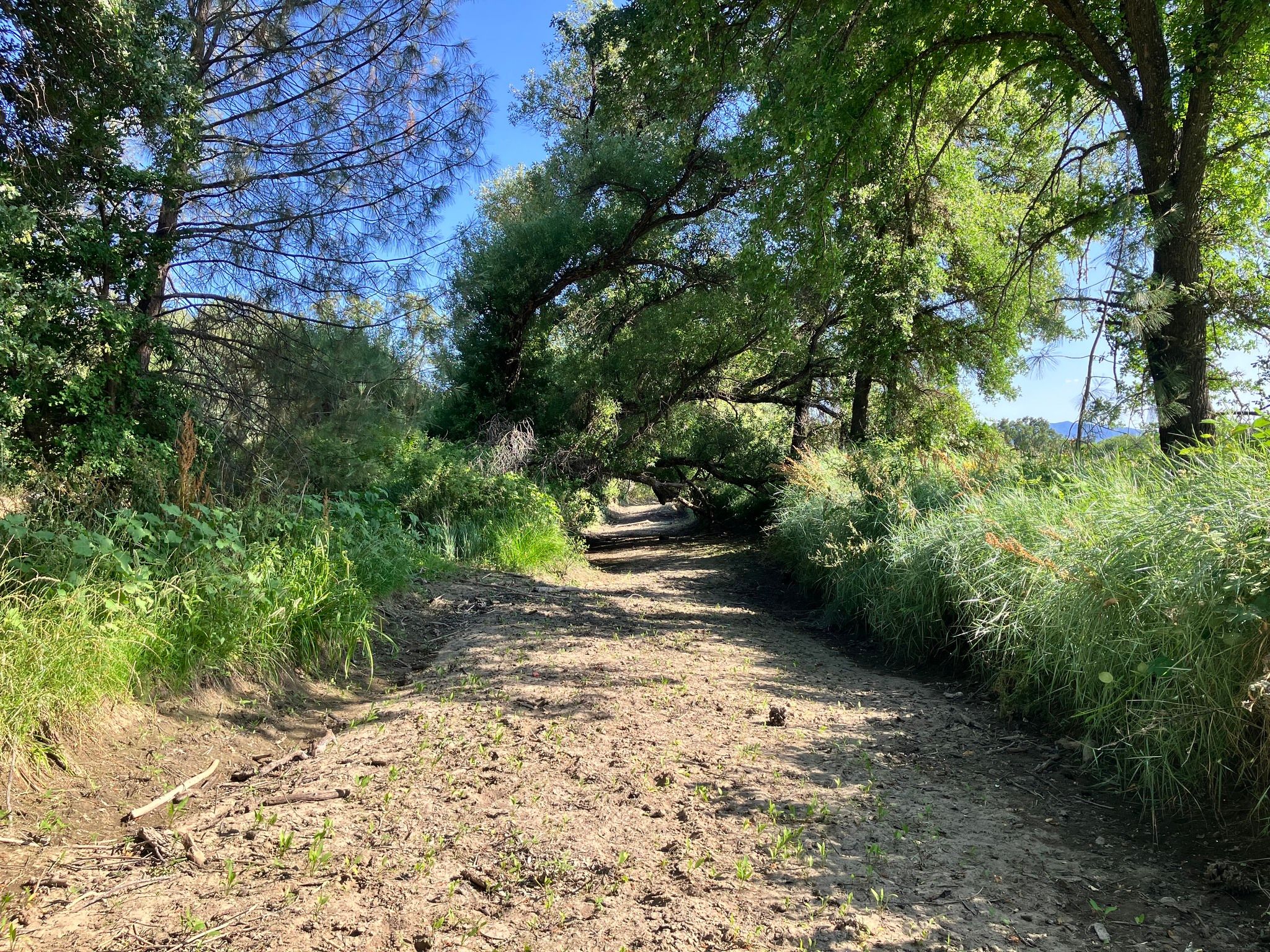 Sediment deposits making the creek level with the surrounding landscape (June 2025)