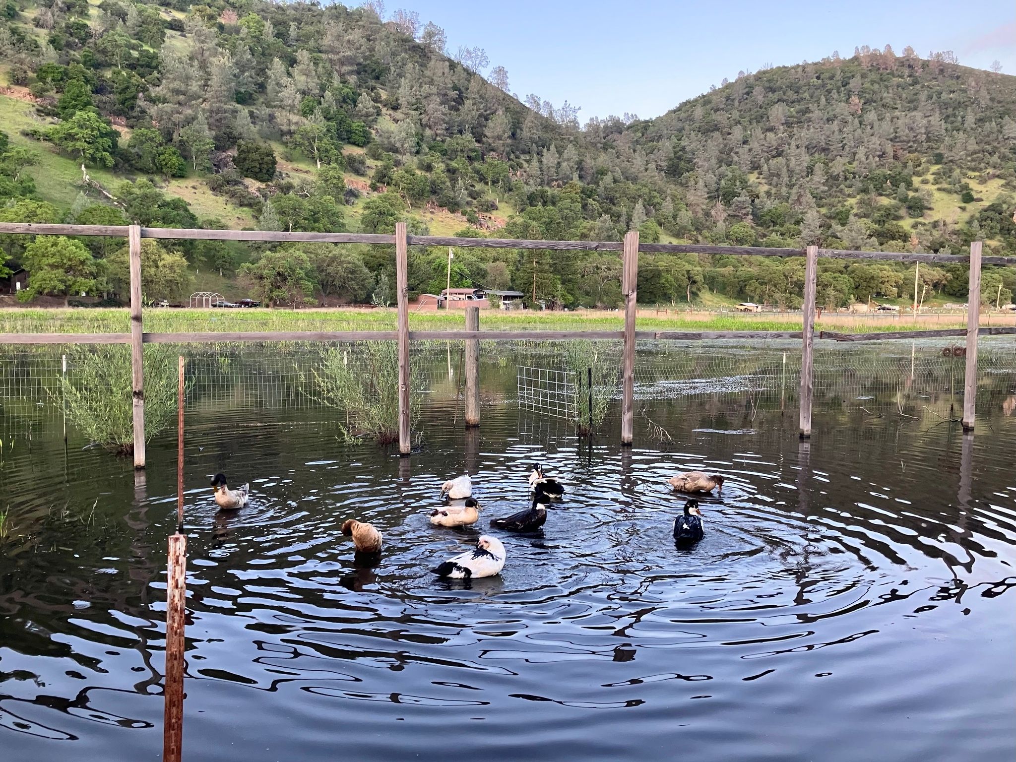 Ducks making use of a flooded garden during the April 2025 visit