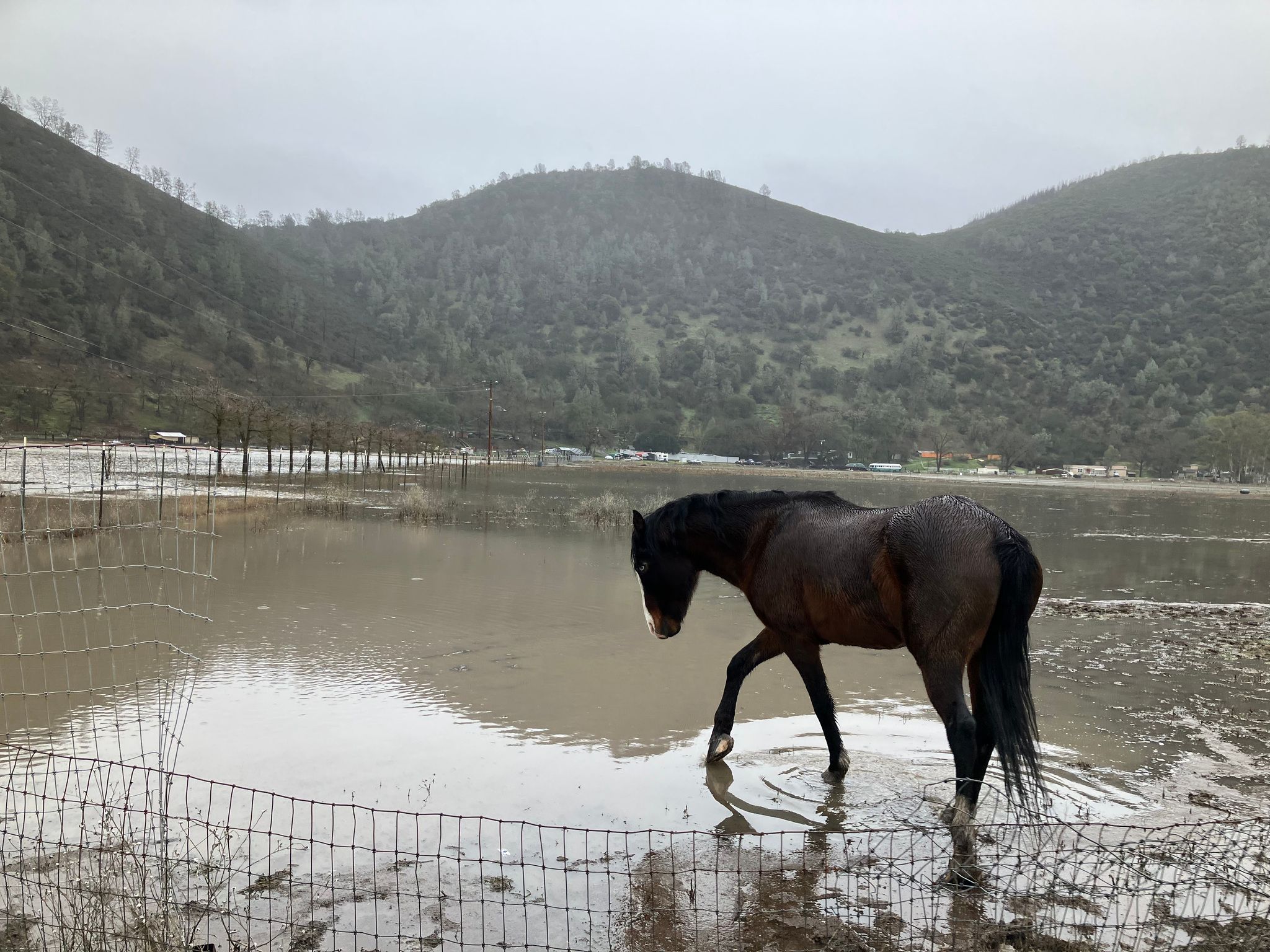 Horse awaiting evacuation from flooded pen