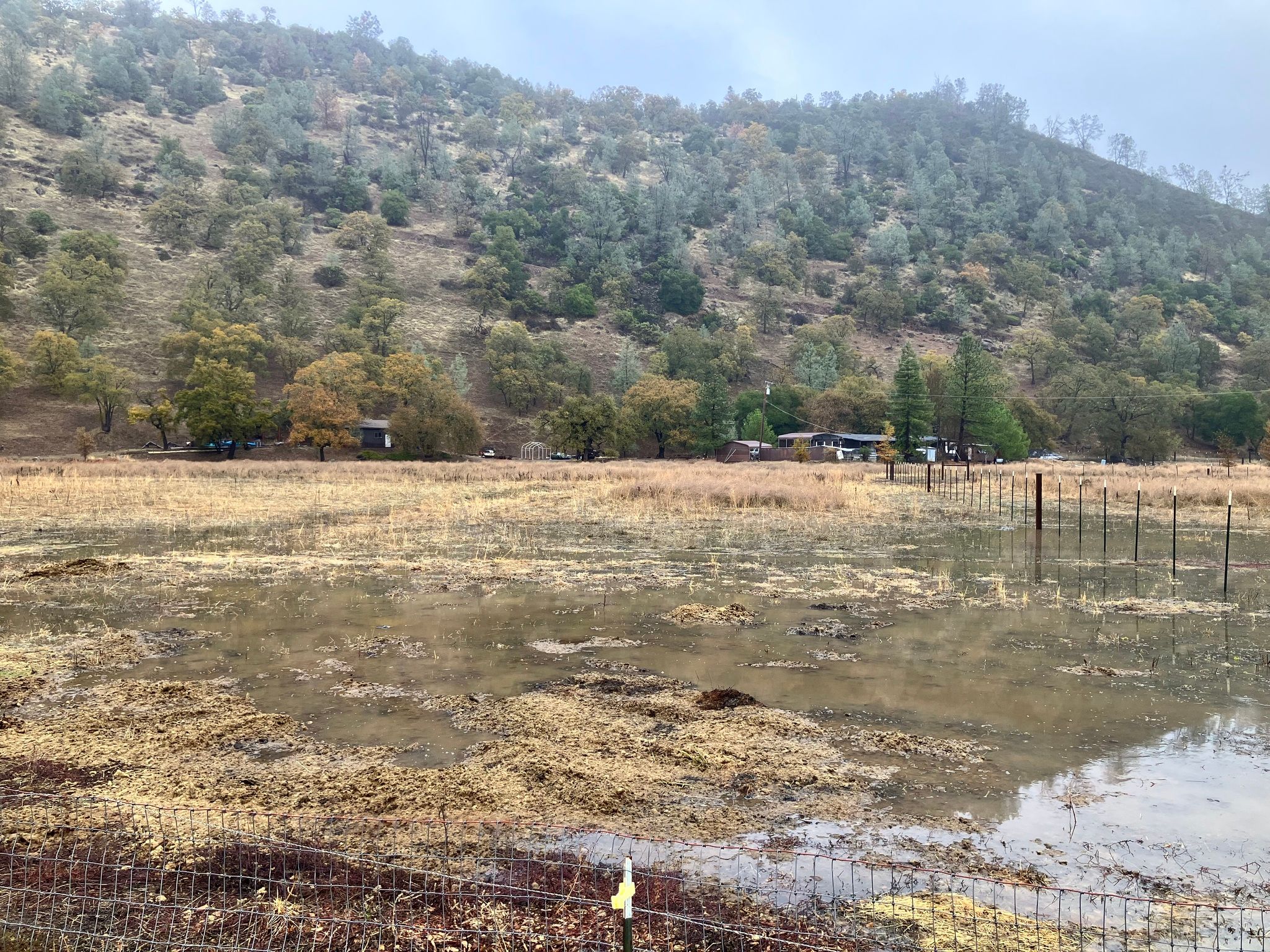 Flooded pasture after levee breach (November 2024)