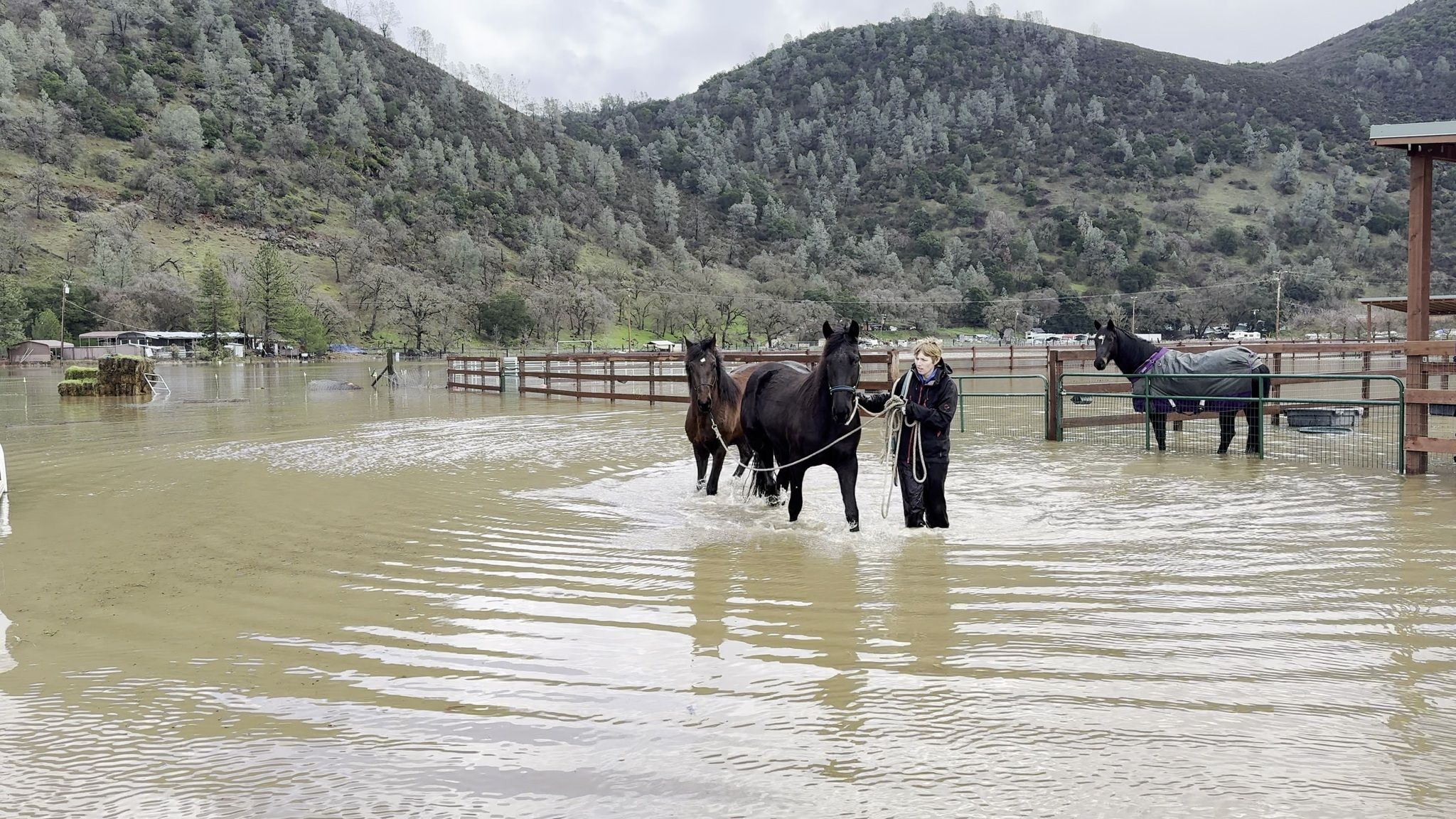 Horse paddocks filled up over night due to breached levee (February 2024)
