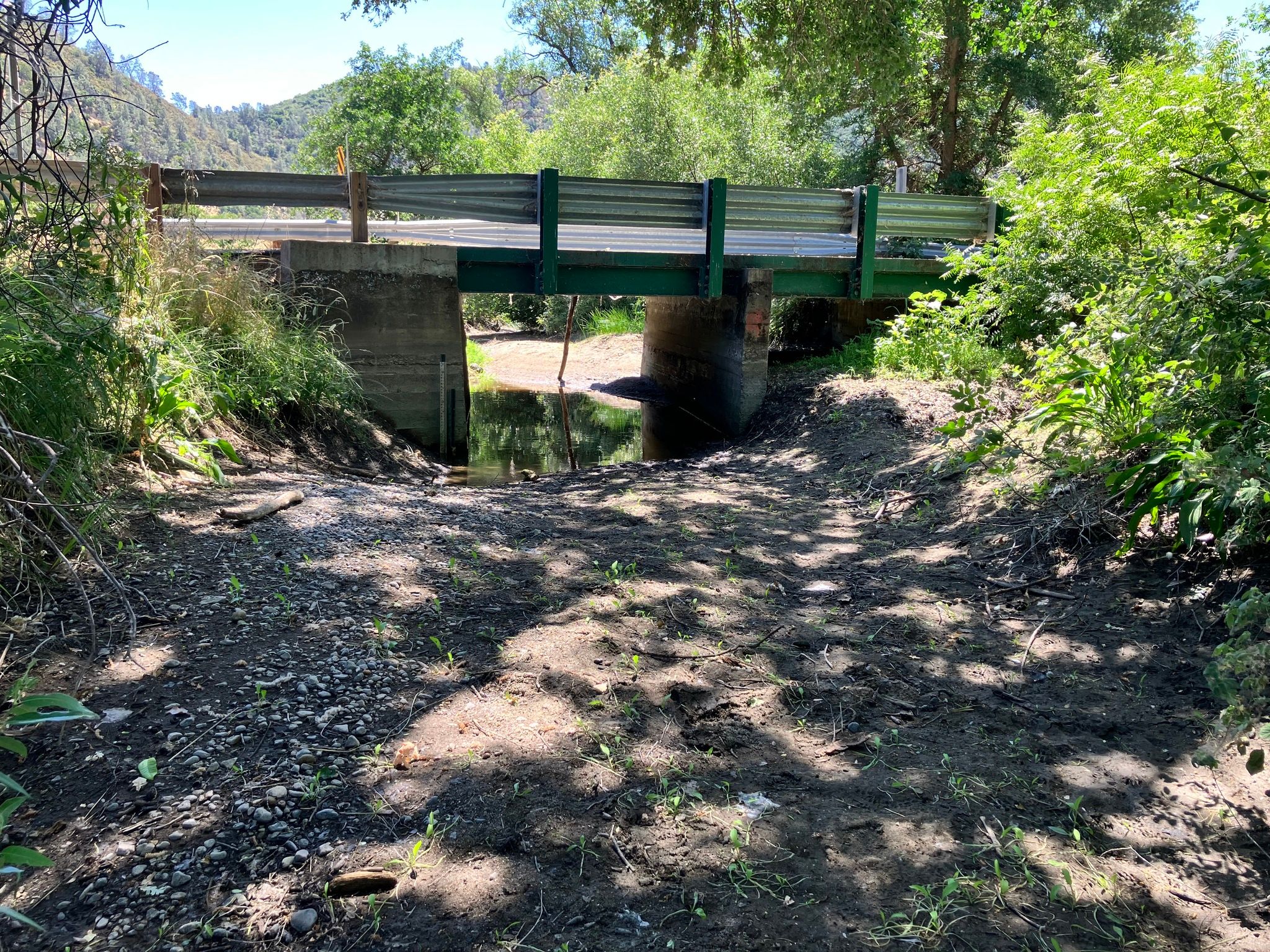 Dried up creek with fish stuck in puddle under bridge (June 2025)