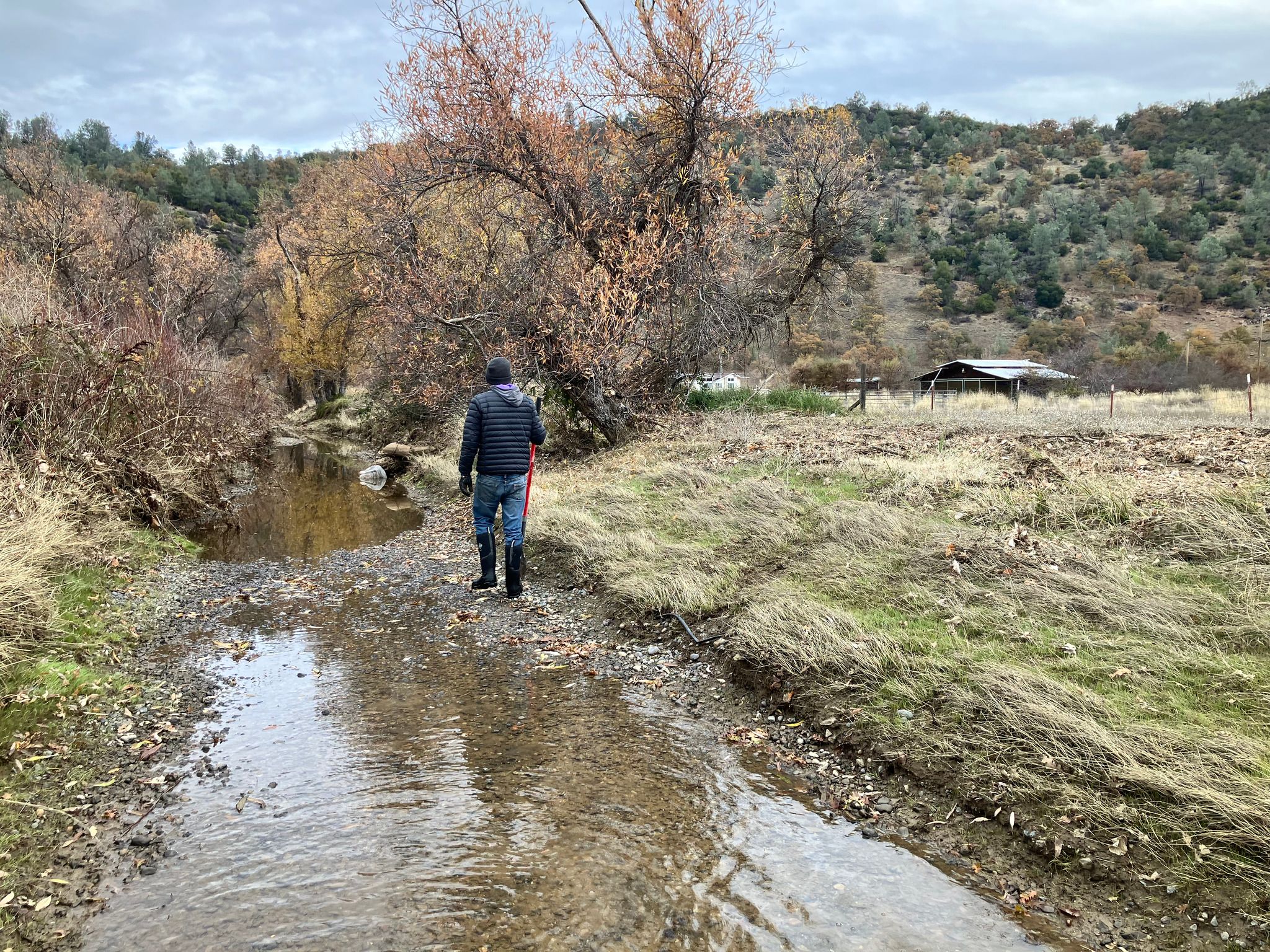 Section of Cole Creek where the water goes over the levee in big storms  (December 2024)