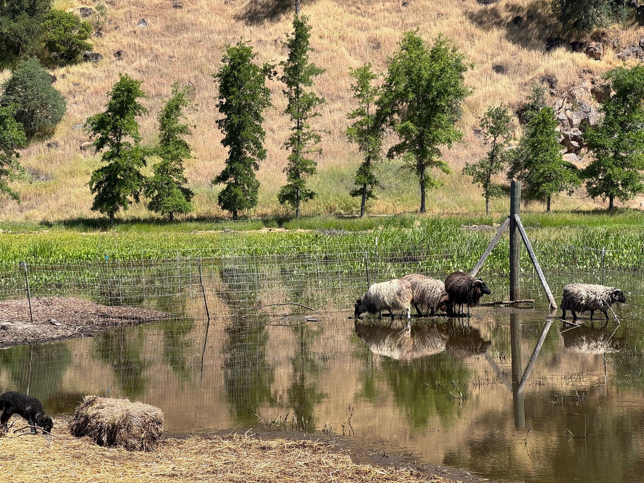 Sheep ready to go out into the (still flooded) pasture (May 2025)