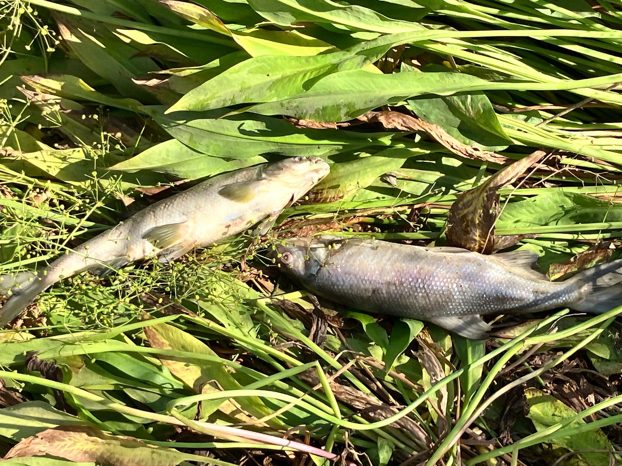 Dead Clear Lake Hitch adults in field after water evaporated in June 2024